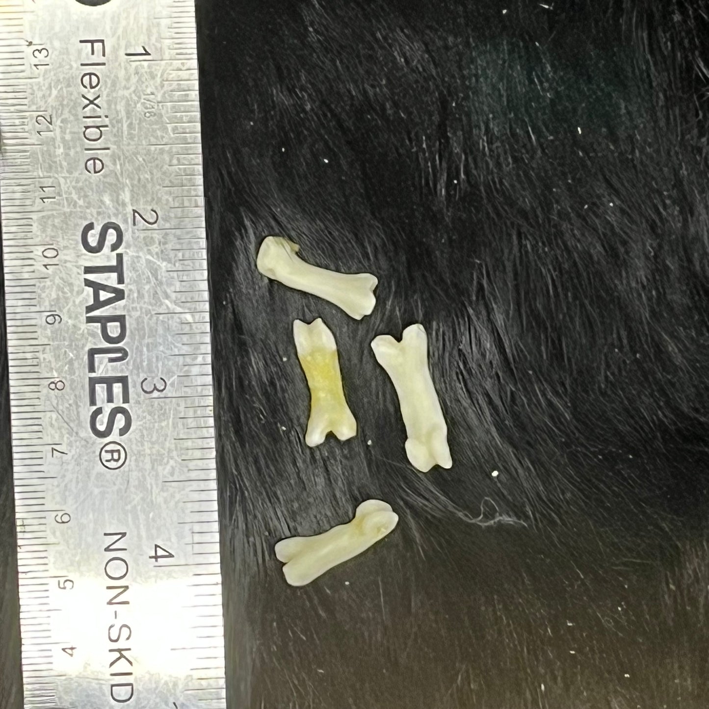 Os de lynx