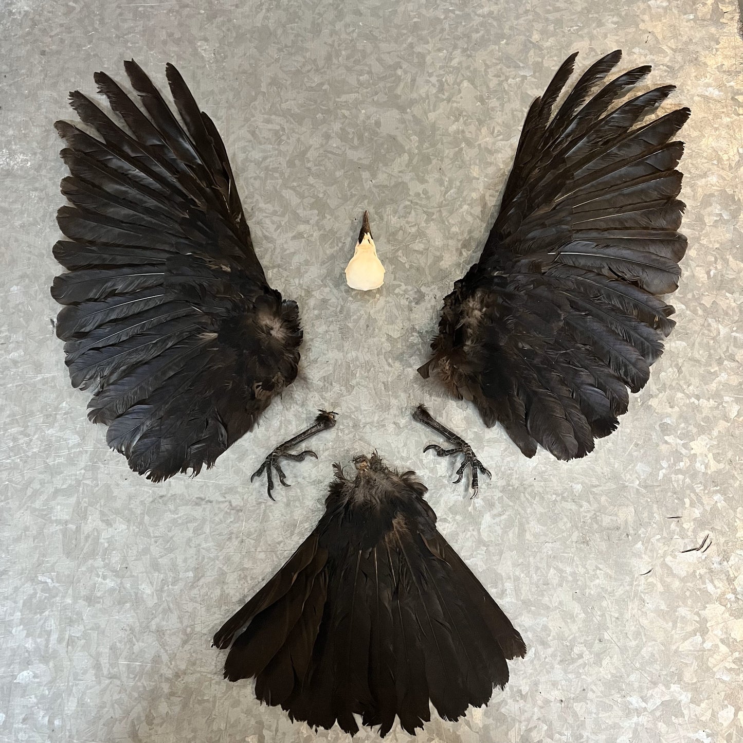 Crow Combo - Regular