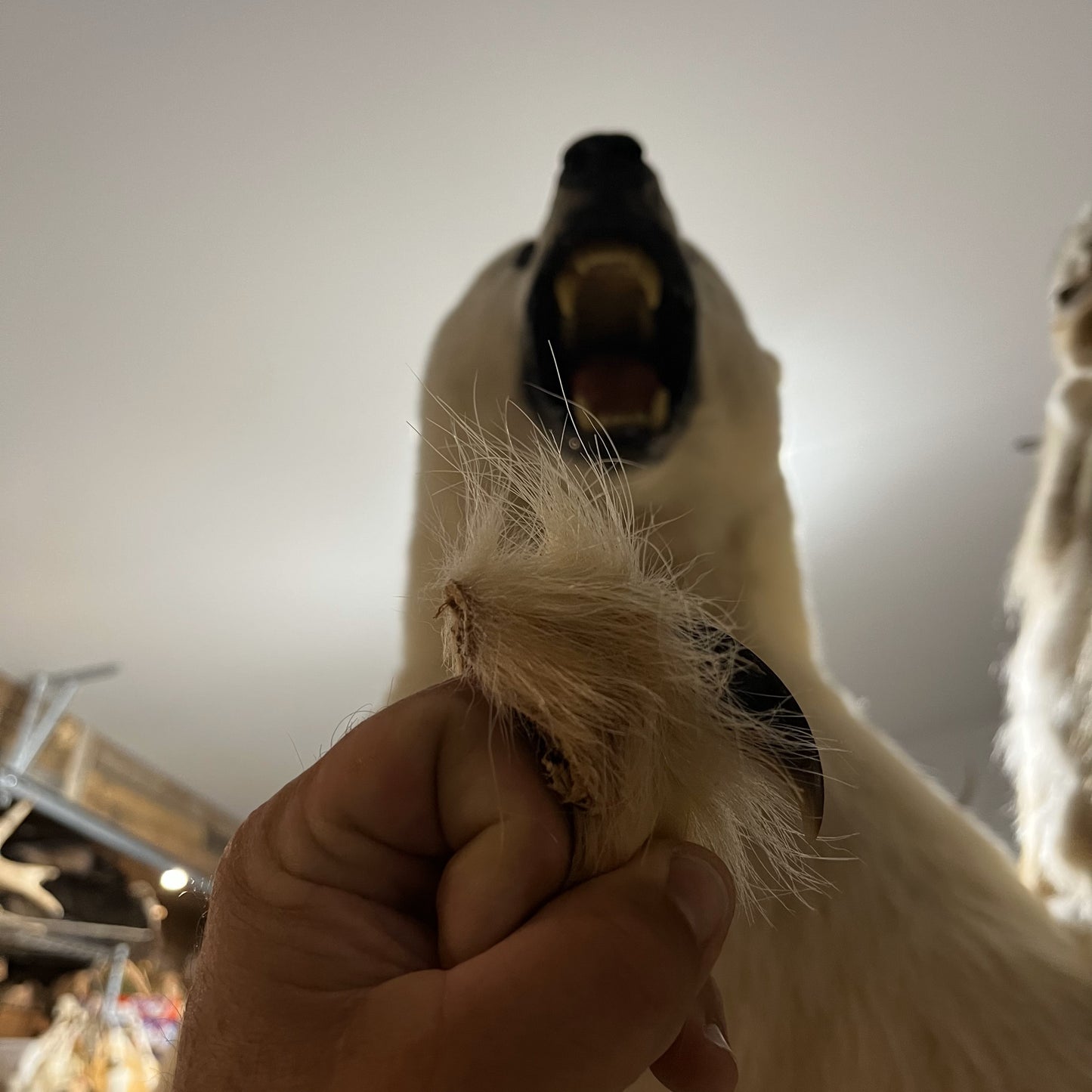 Polar Bear Claws