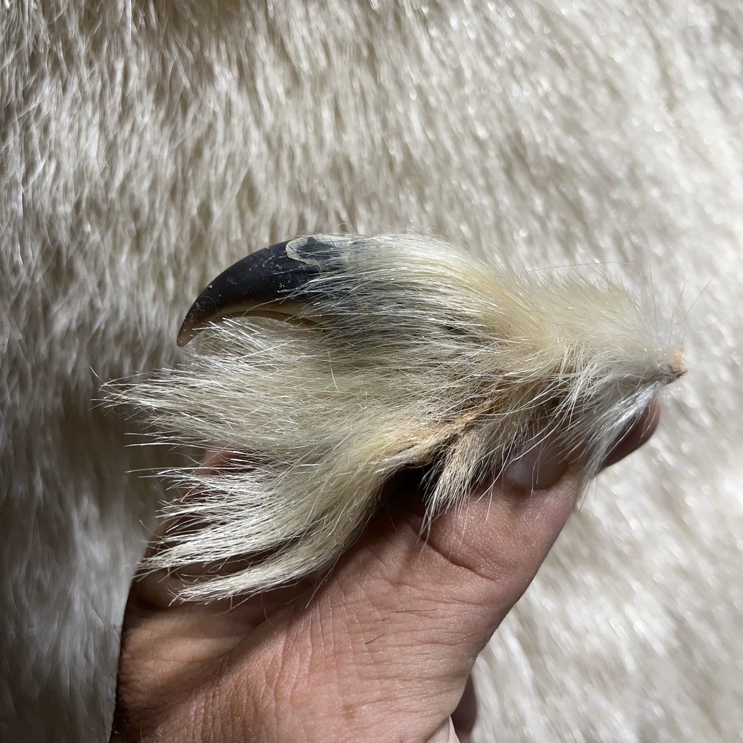 Polar Bear Claws