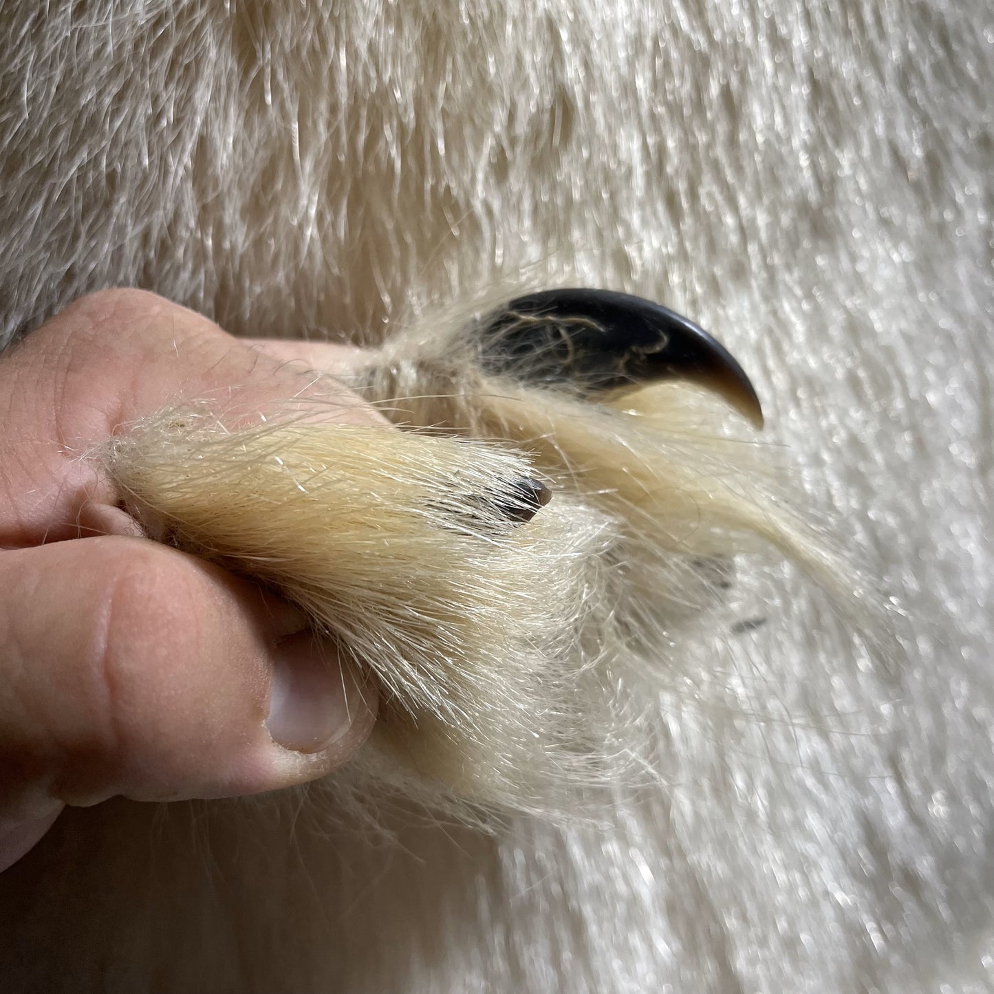 Polar Bear Claws