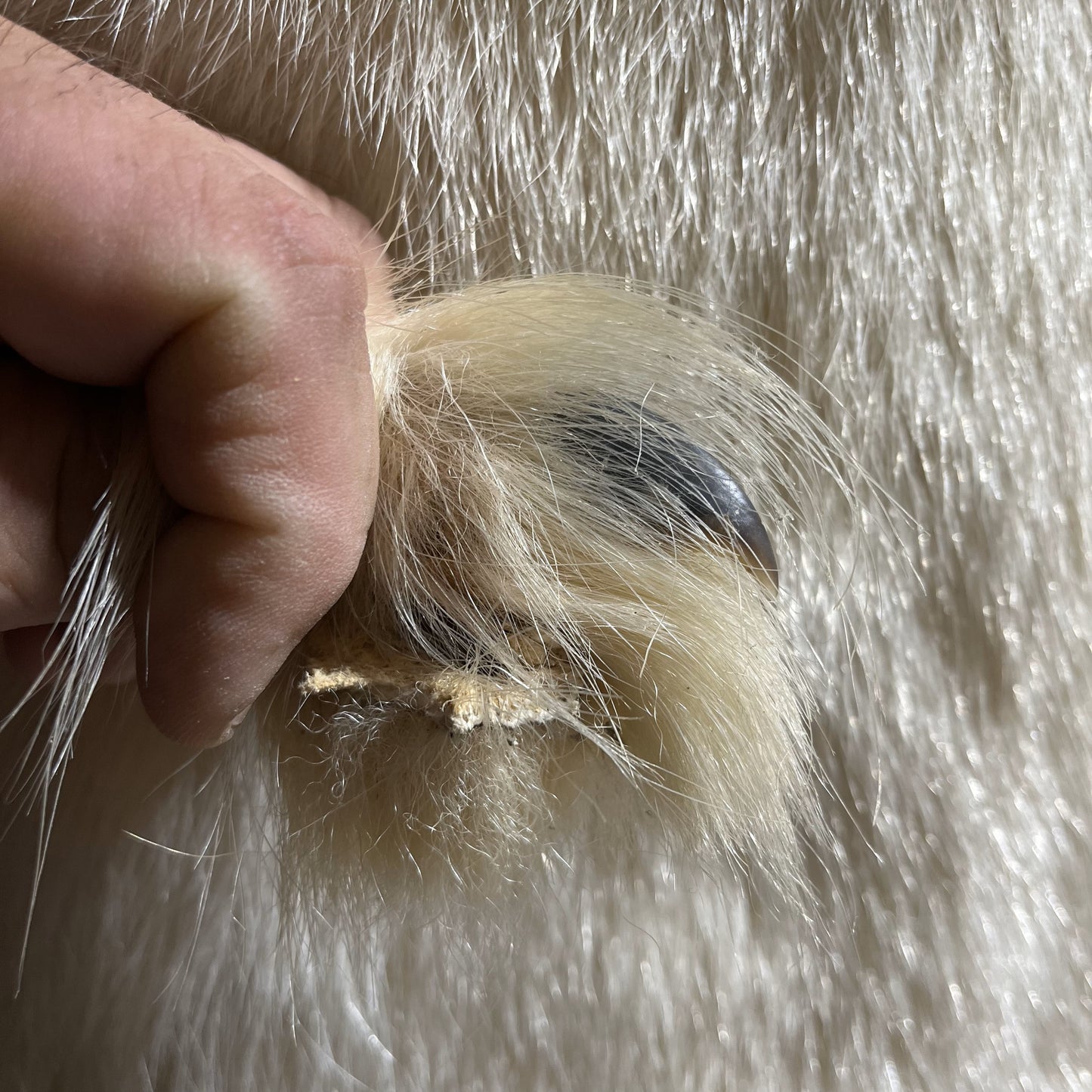 Polar Bear Claws