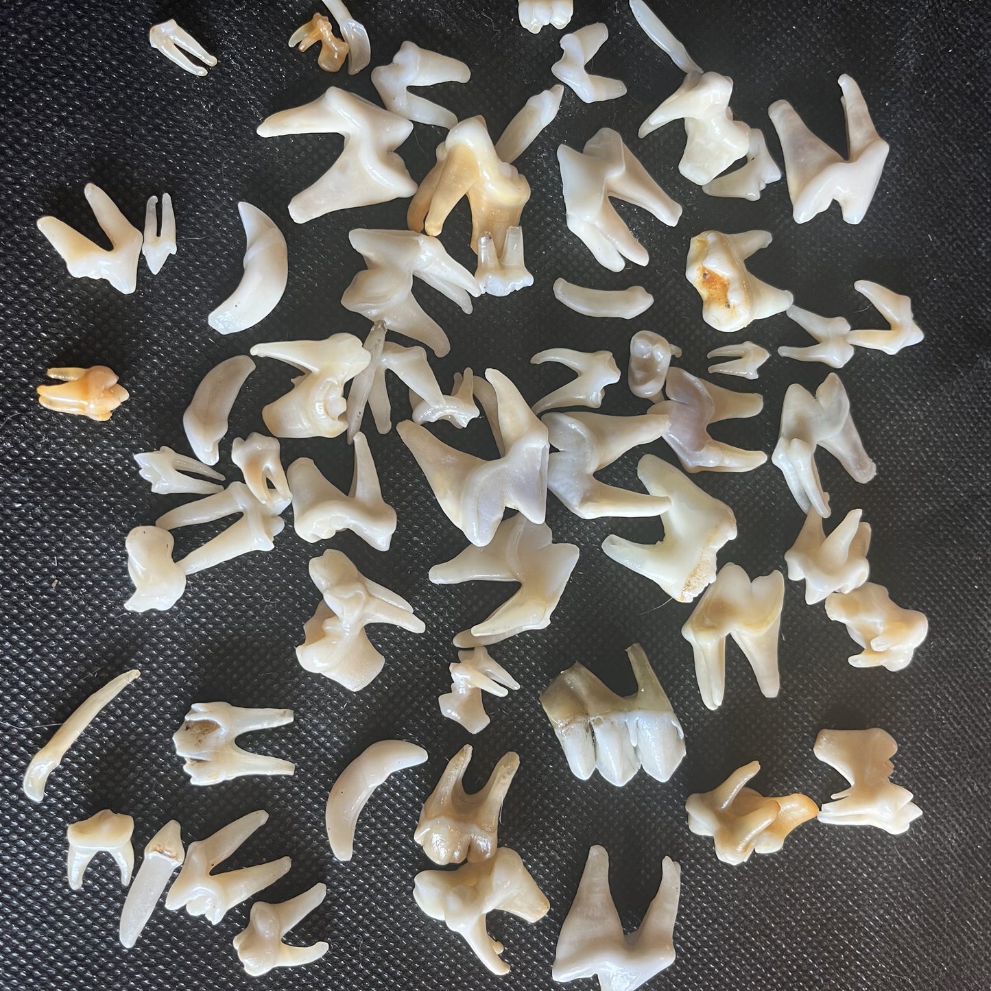 Dents d'animaux, mixtes