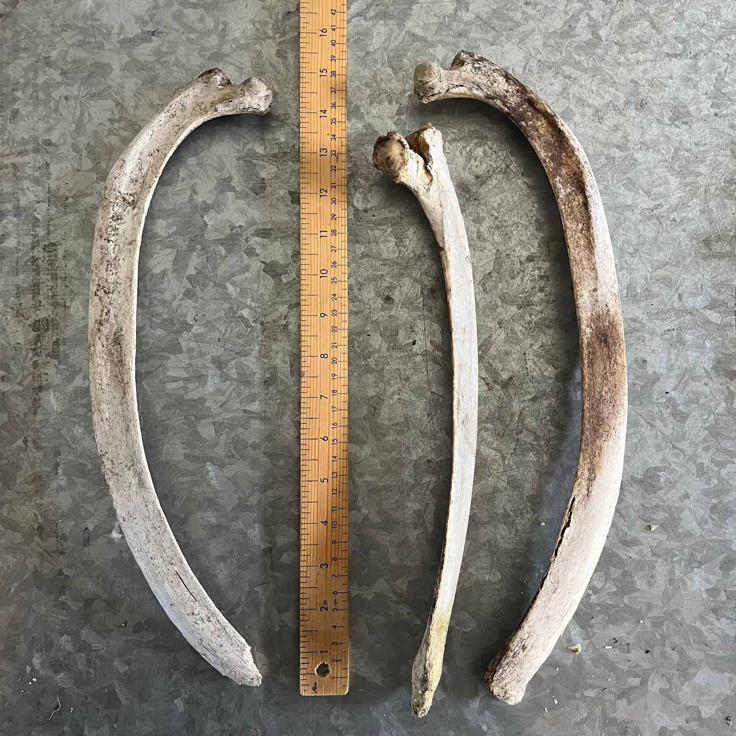 Os de côtes de cheval