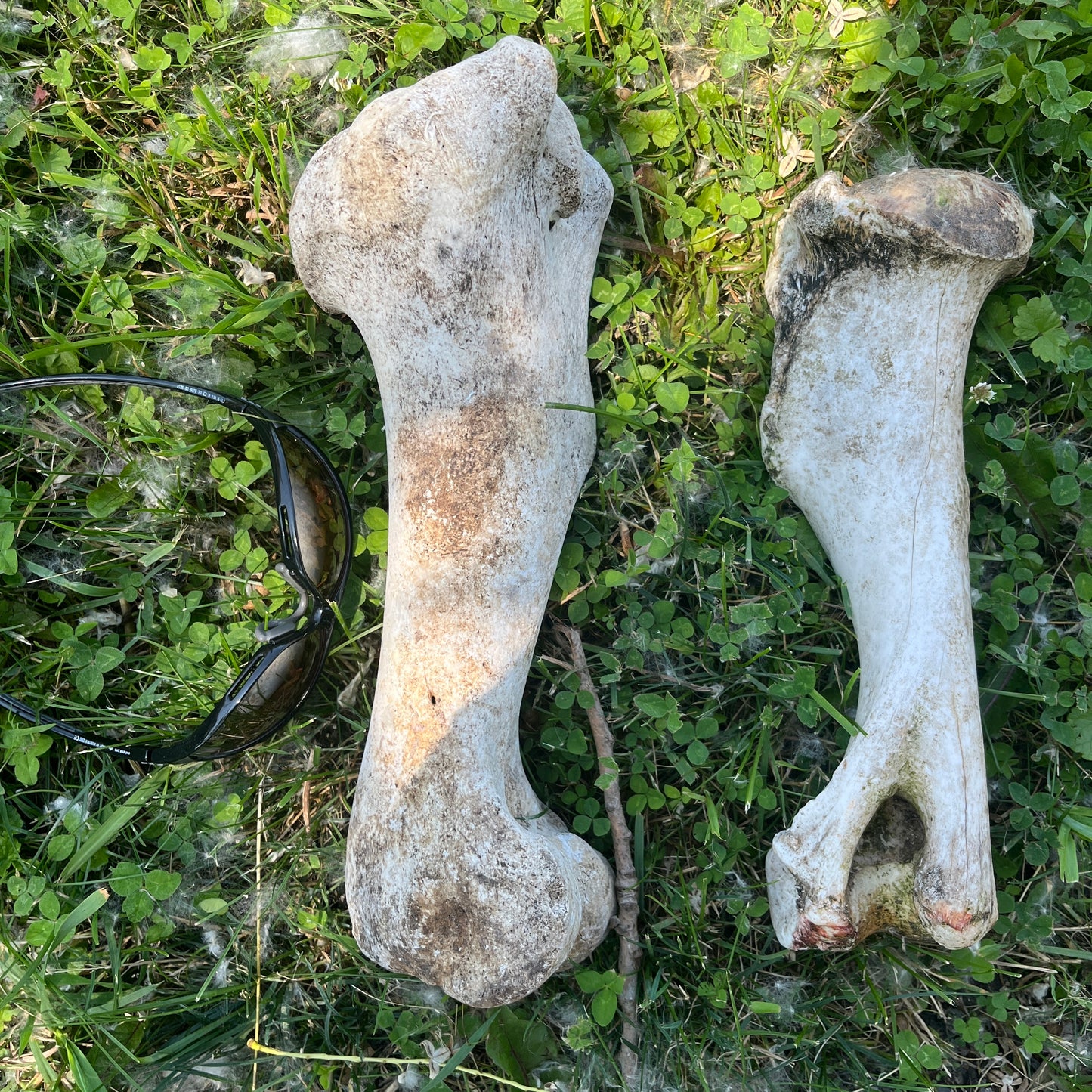 Humerus Horse Bone