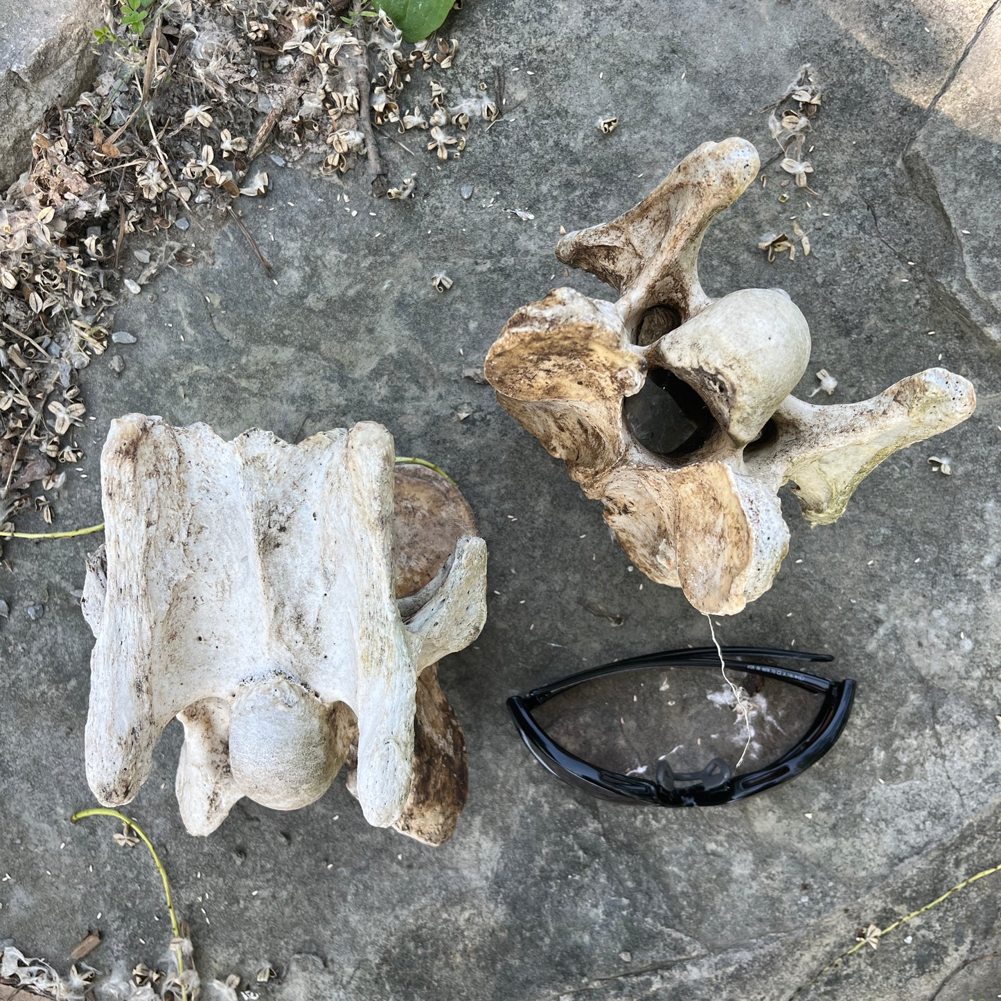 Vertèbre cervicale du cheval