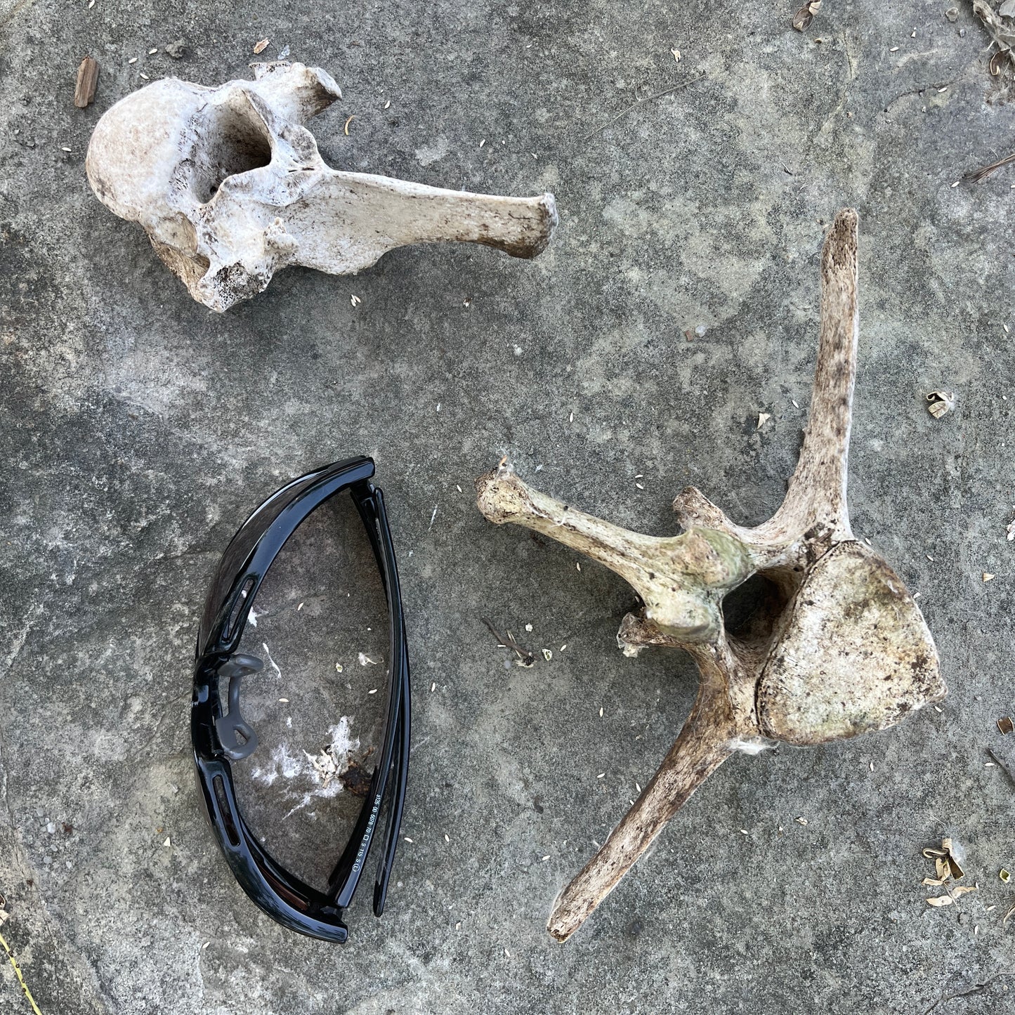 Lumbar Horse Vertebrae