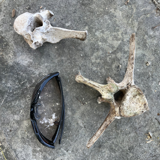 Lumbar Horse Vertebrae