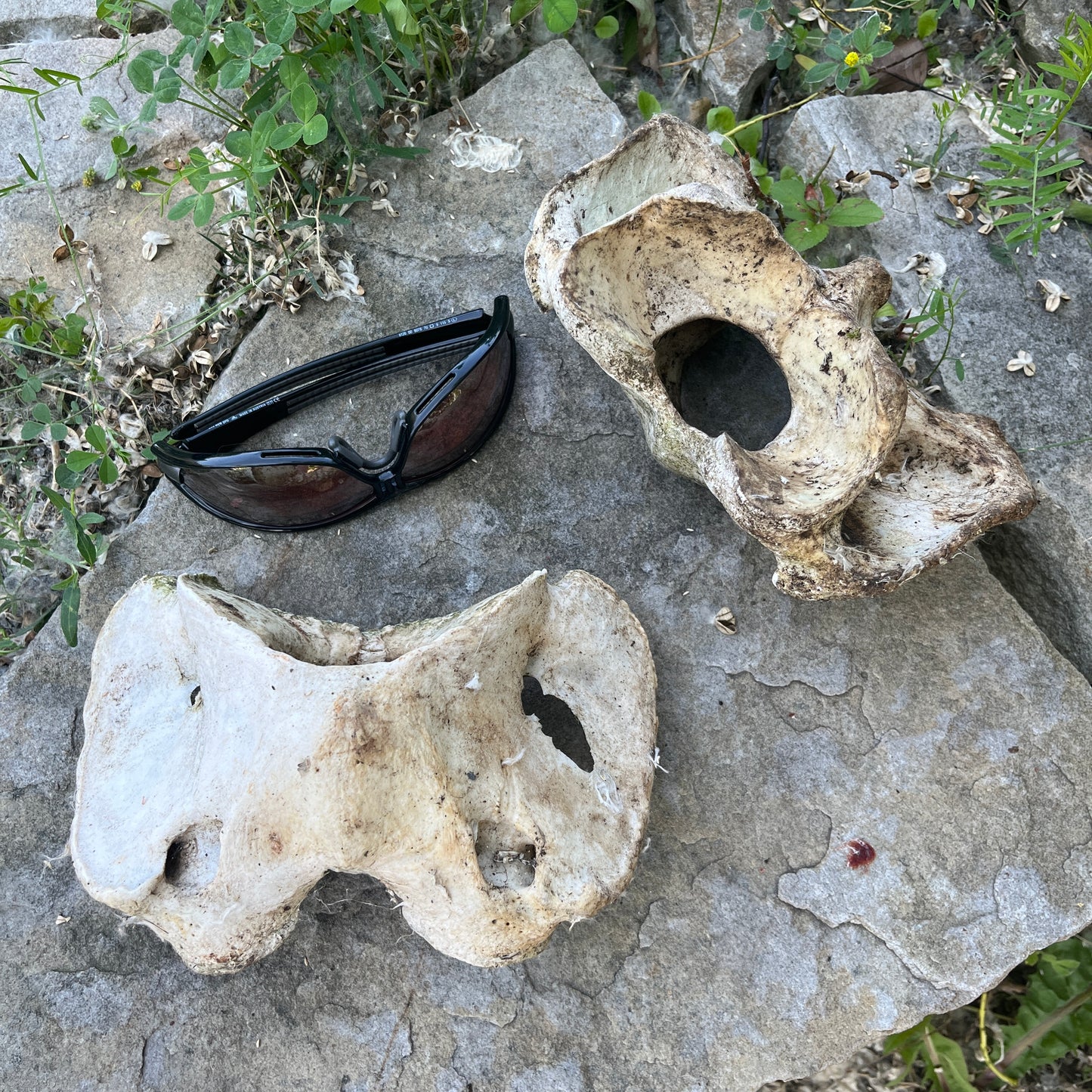 Atlas Horse Bone