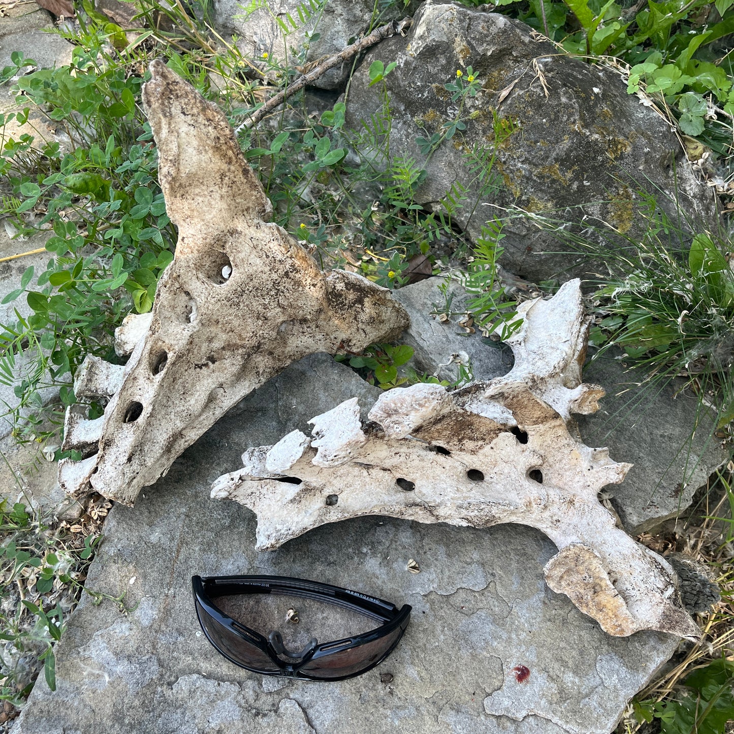 Os du sacrum du cheval