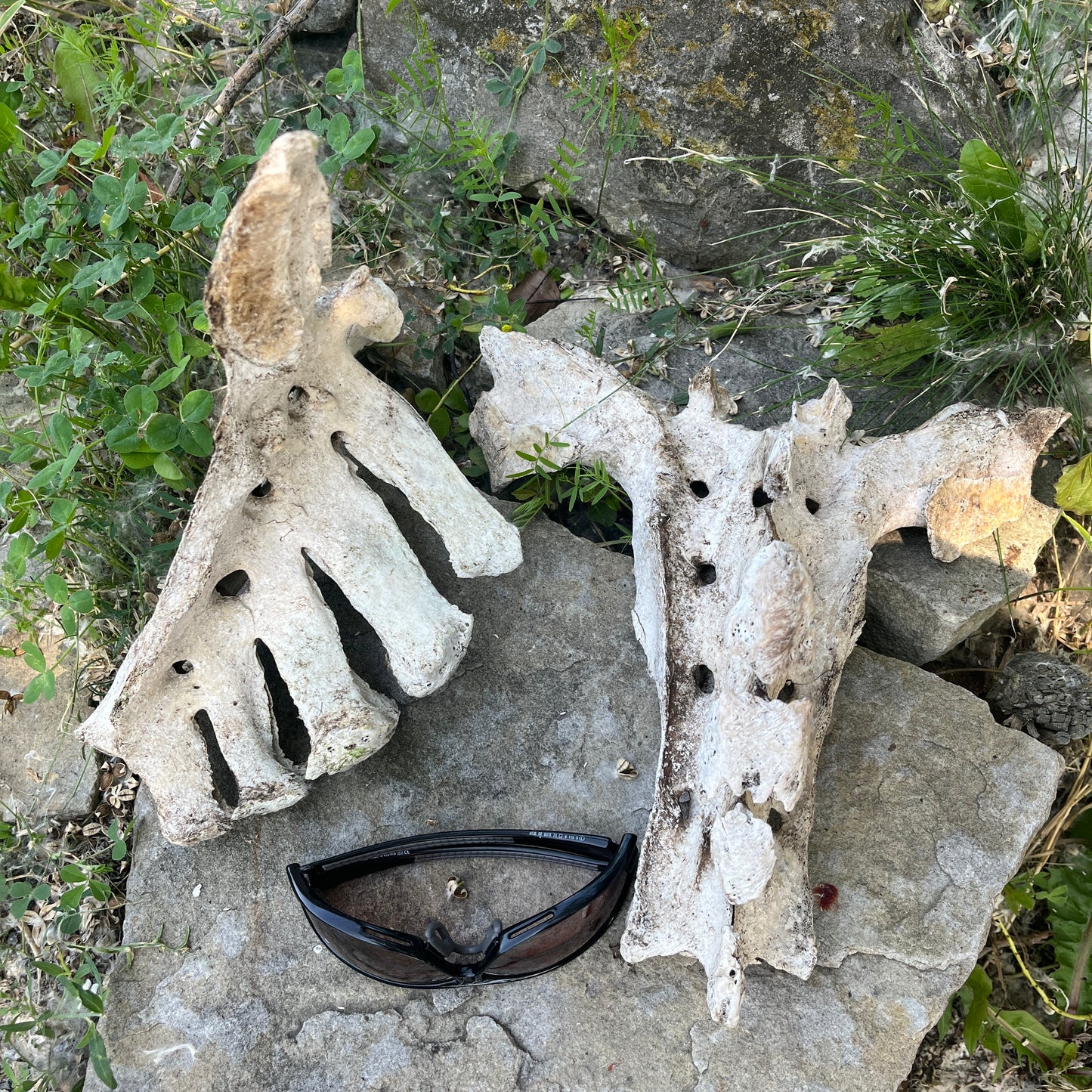 Os du sacrum du cheval