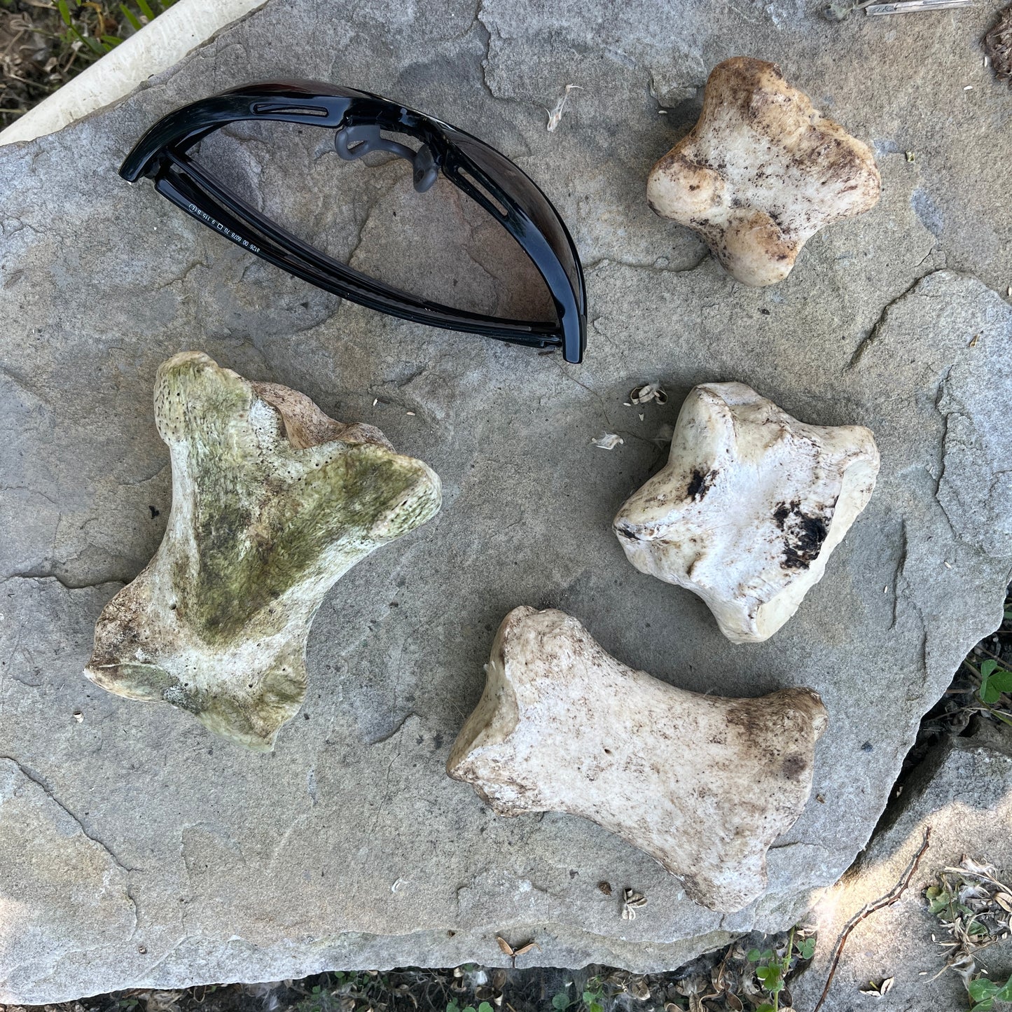 Phalange Horse Bone