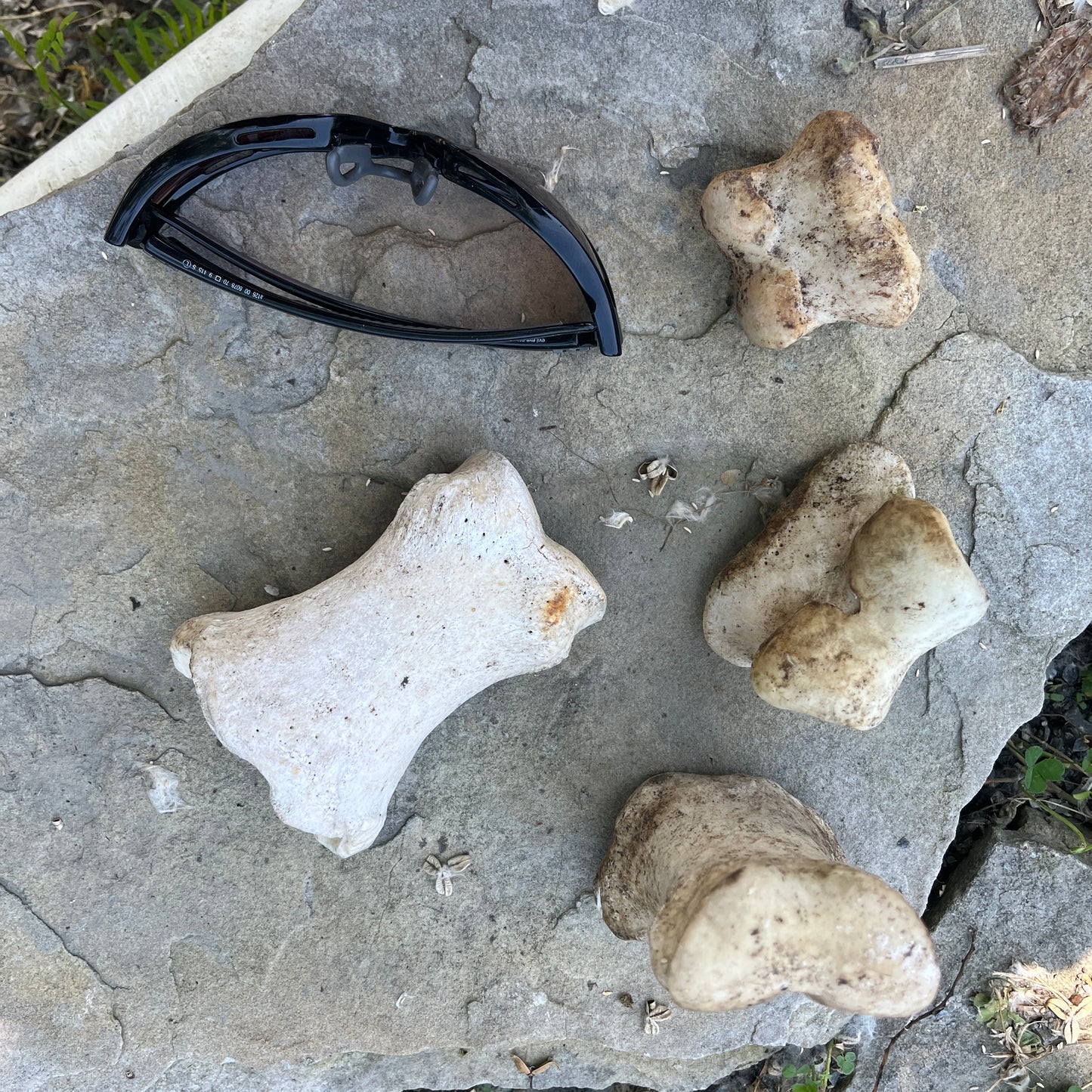 Phalange Horse Bone