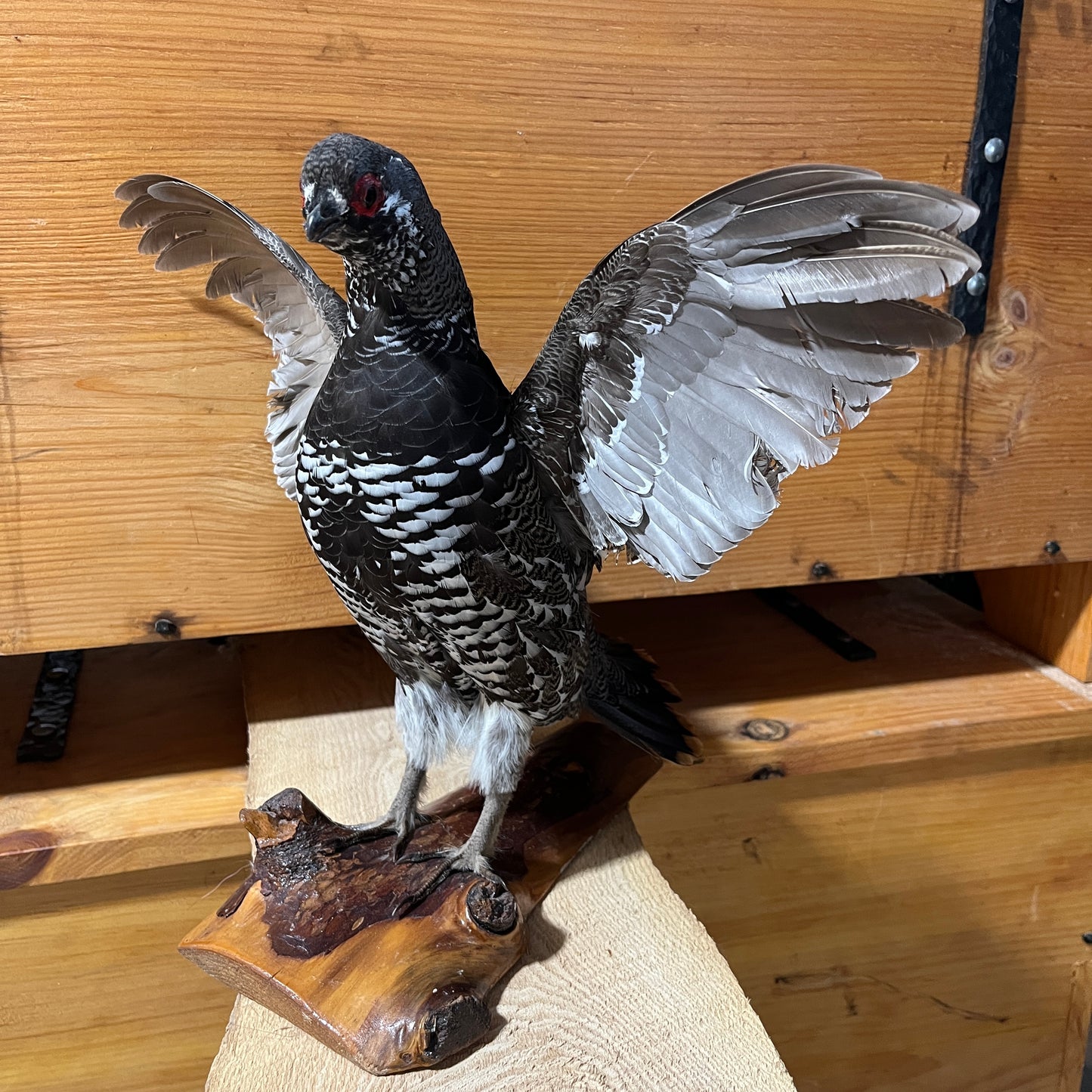 Taxidermie vintage de faisan