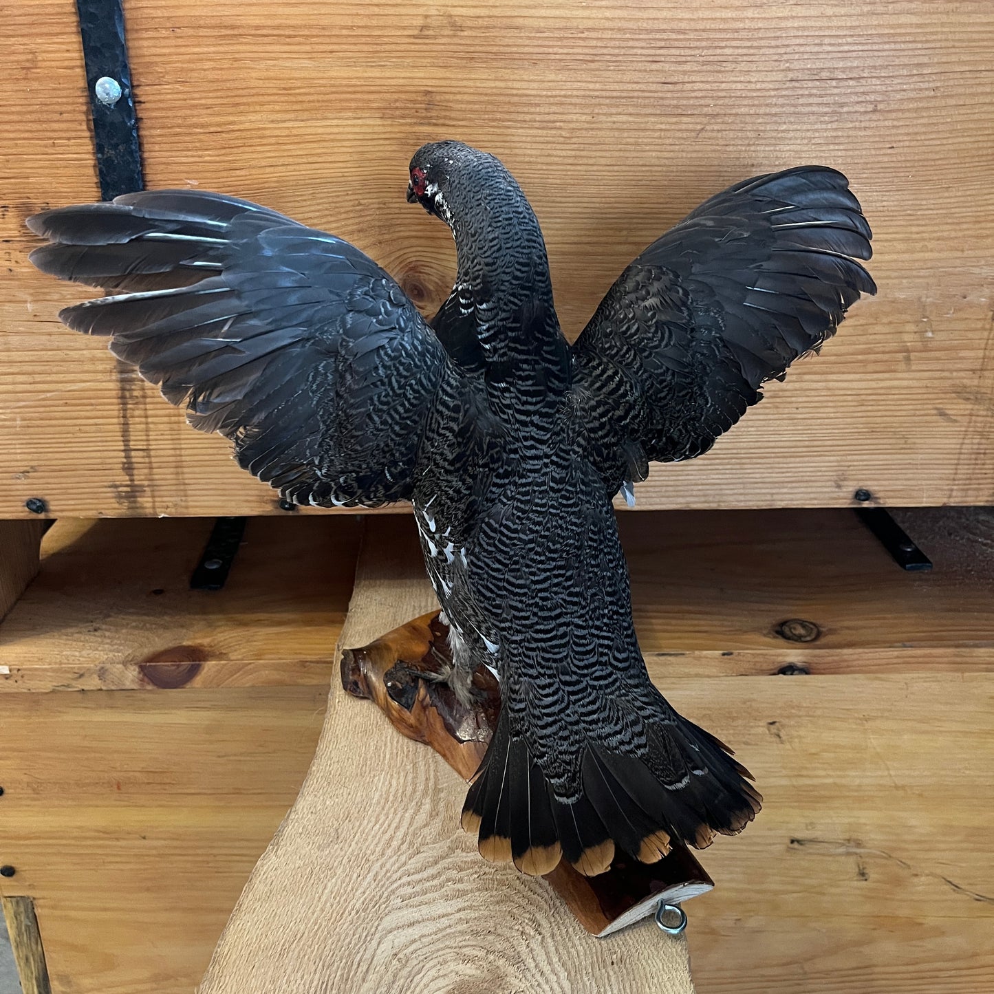 Taxidermie vintage de faisan