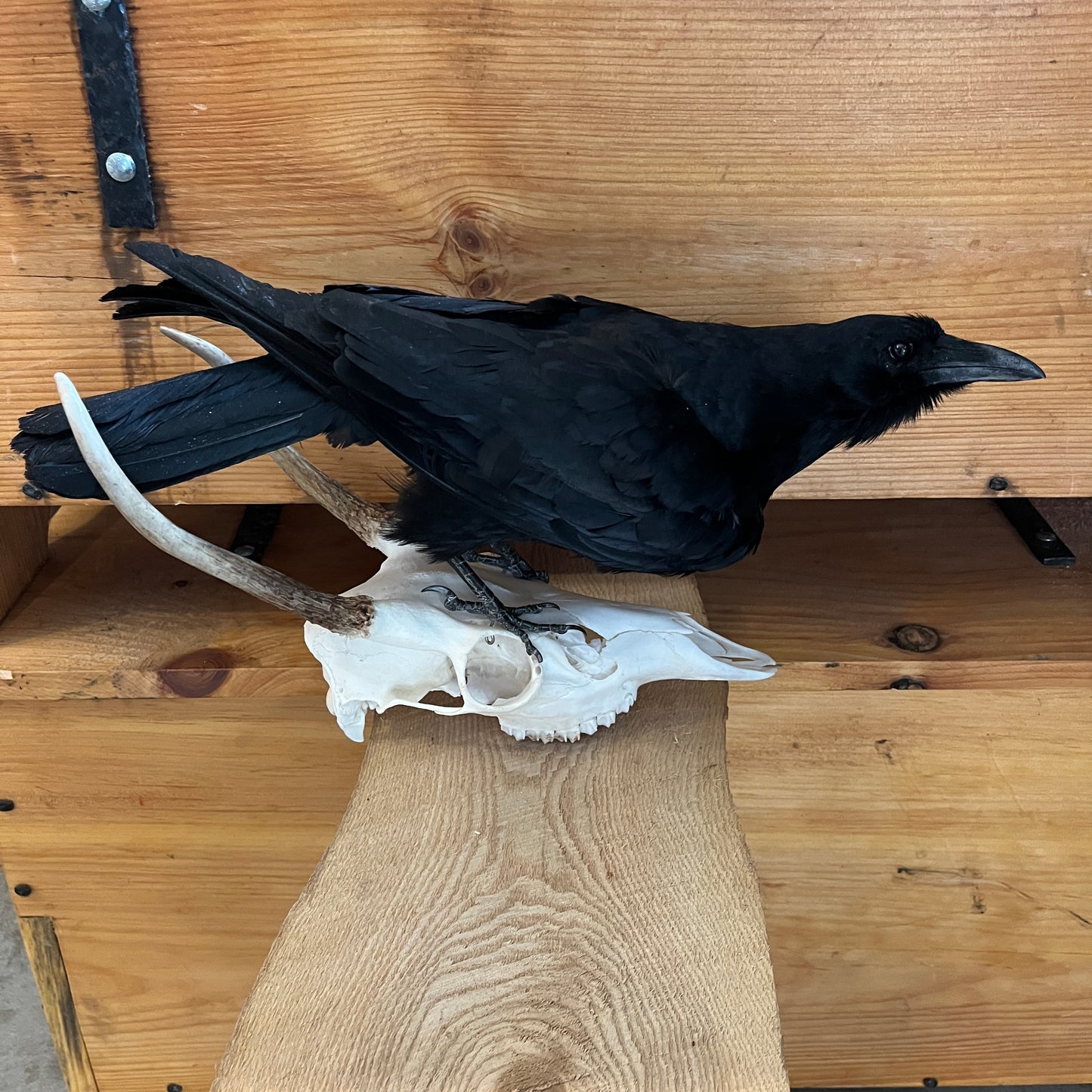 Corneille - Monture taxidermique