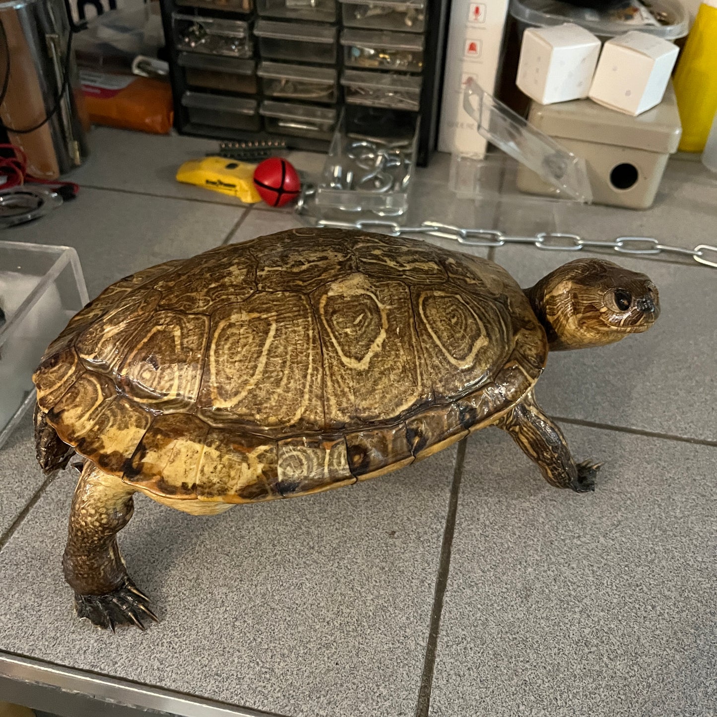 Turtle vintage taxidermy
