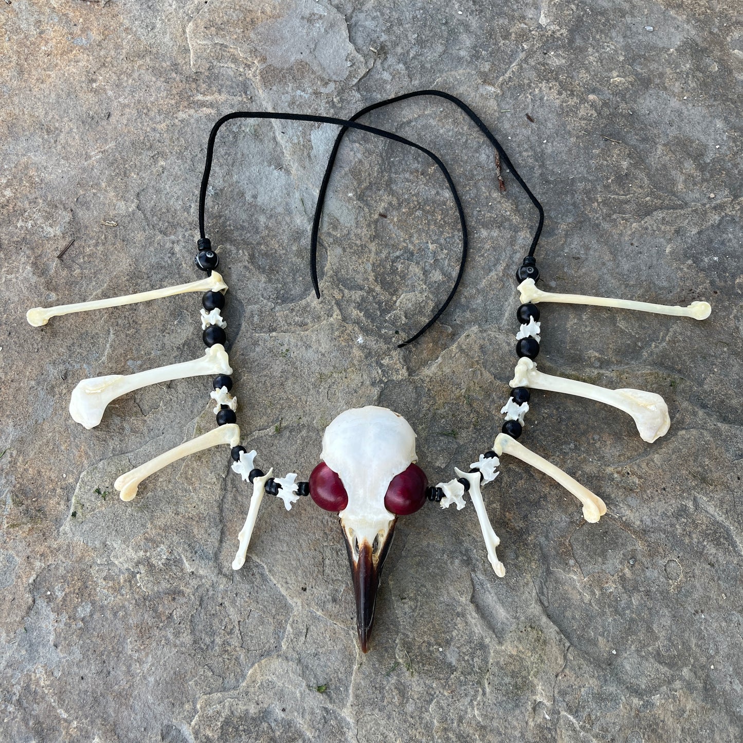 Le collier du corneille brillant