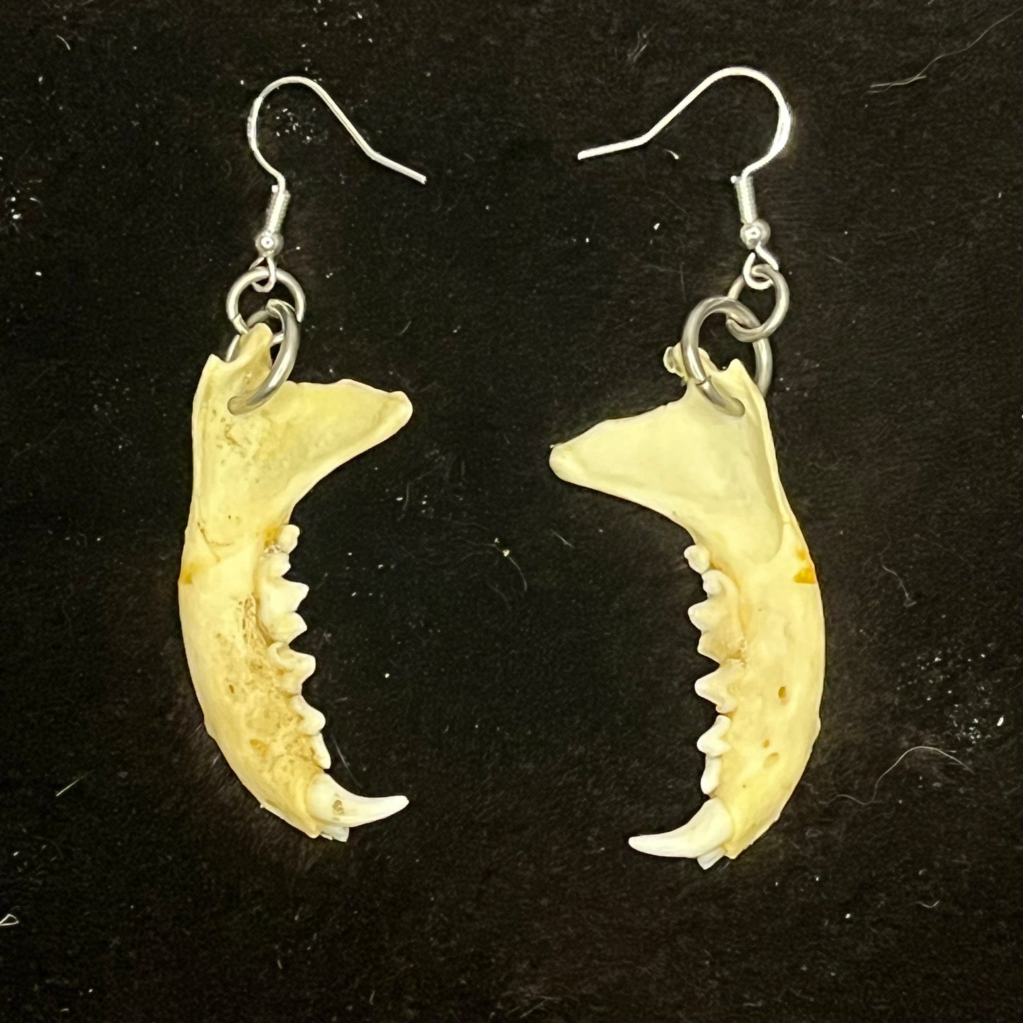 Boucles d'oreilles - Mâchoires de petits mammifères