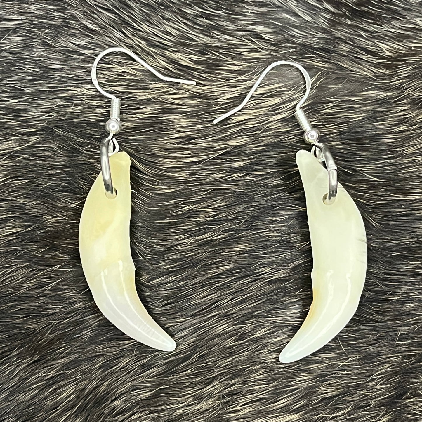Boucles d'oreilles - Dents de coyote