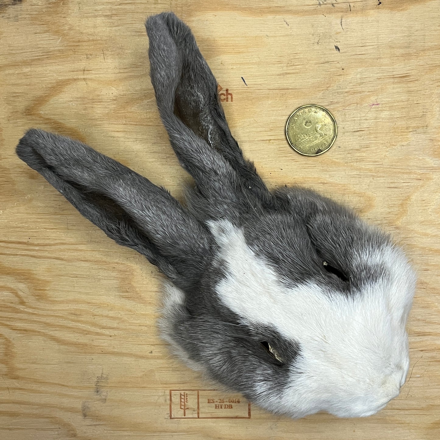 Rabbit Fur - Full Rabbit Face