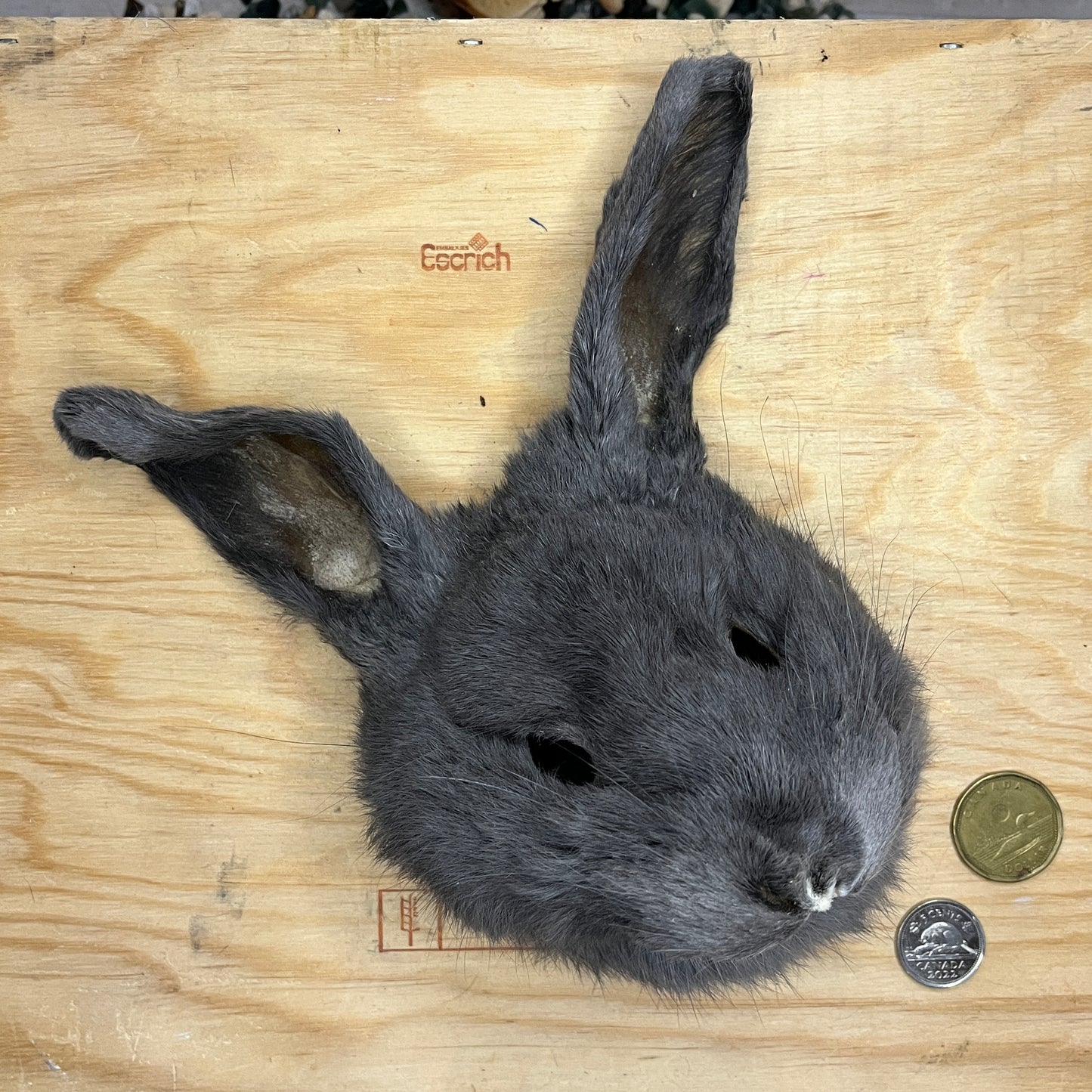 Rabbit Fur - Full Rabbit Face