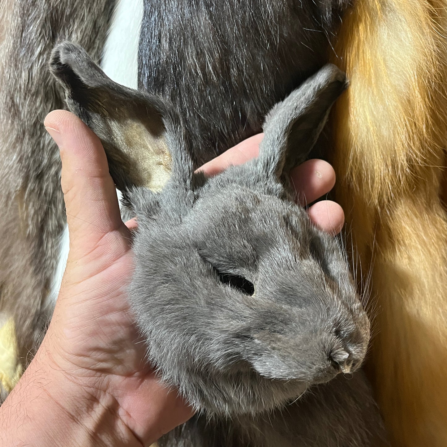 Rabbit Fur - Full Rabbit Face