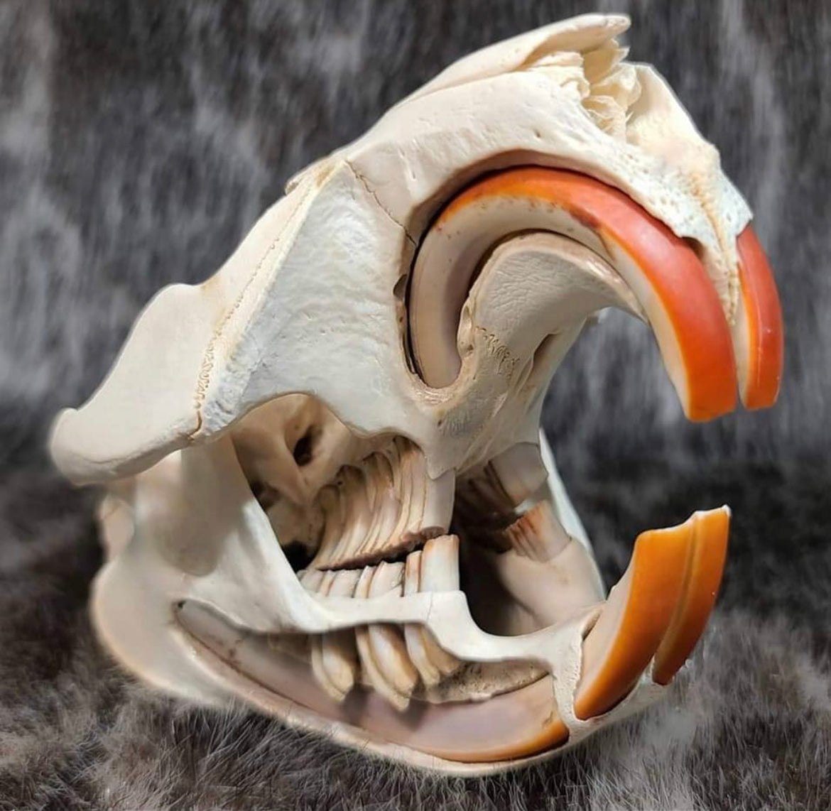 Molaires Dents de castor