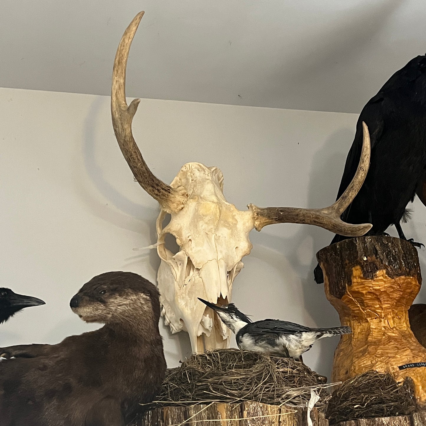 Moose Skull