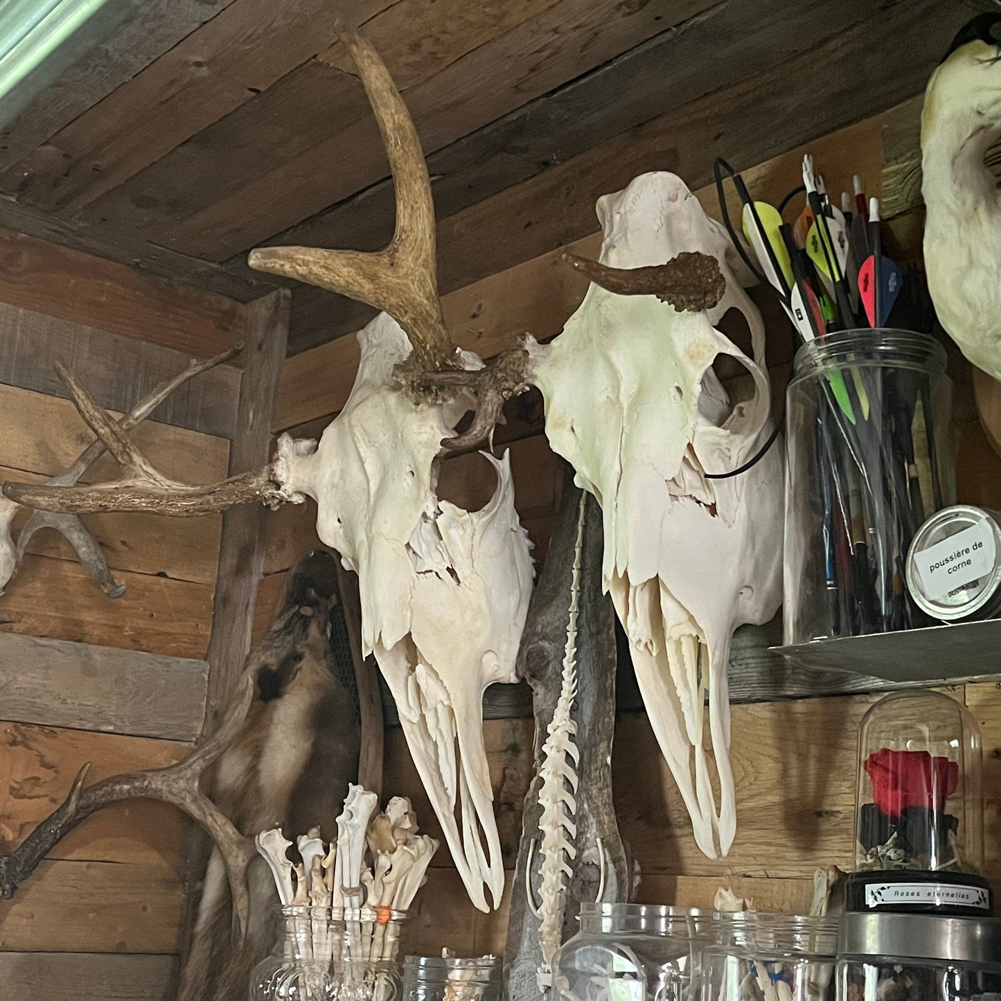 Moose Skull