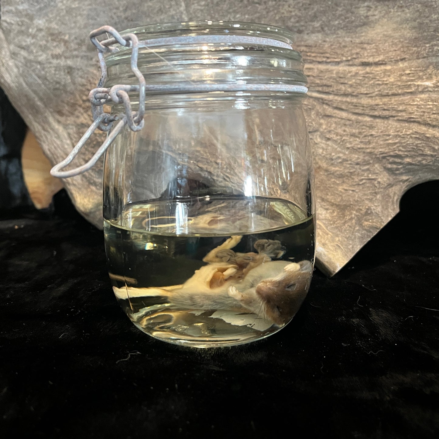 Mouse Wet Specimen