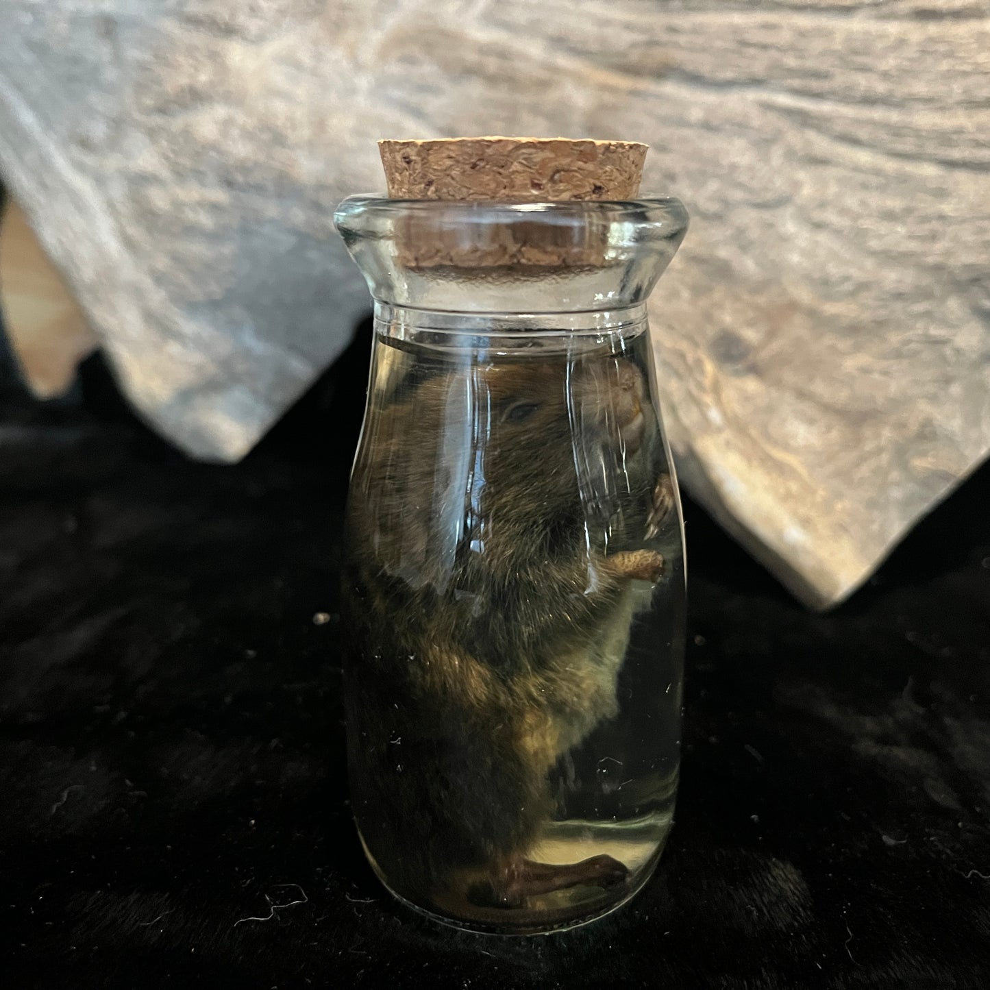 Mouse Wet Specimen
