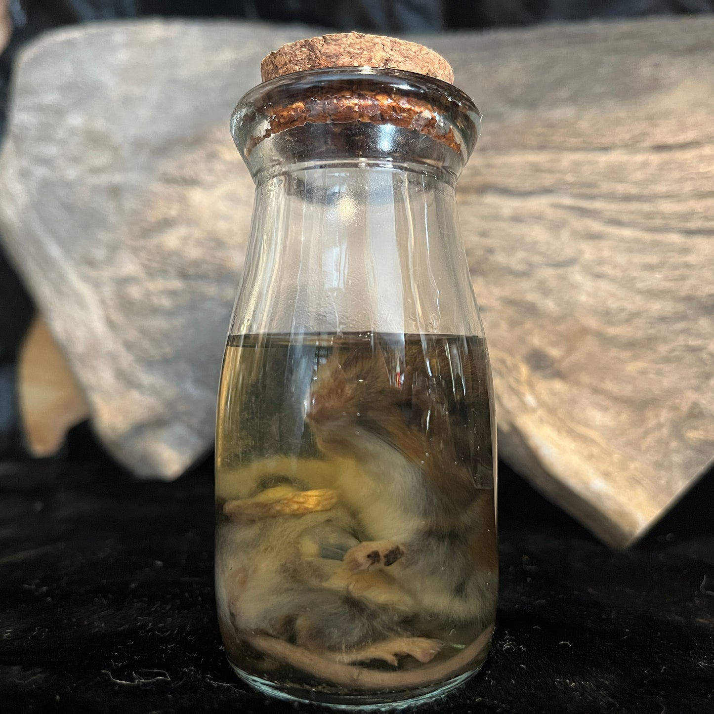 Mouse Wet Specimen
