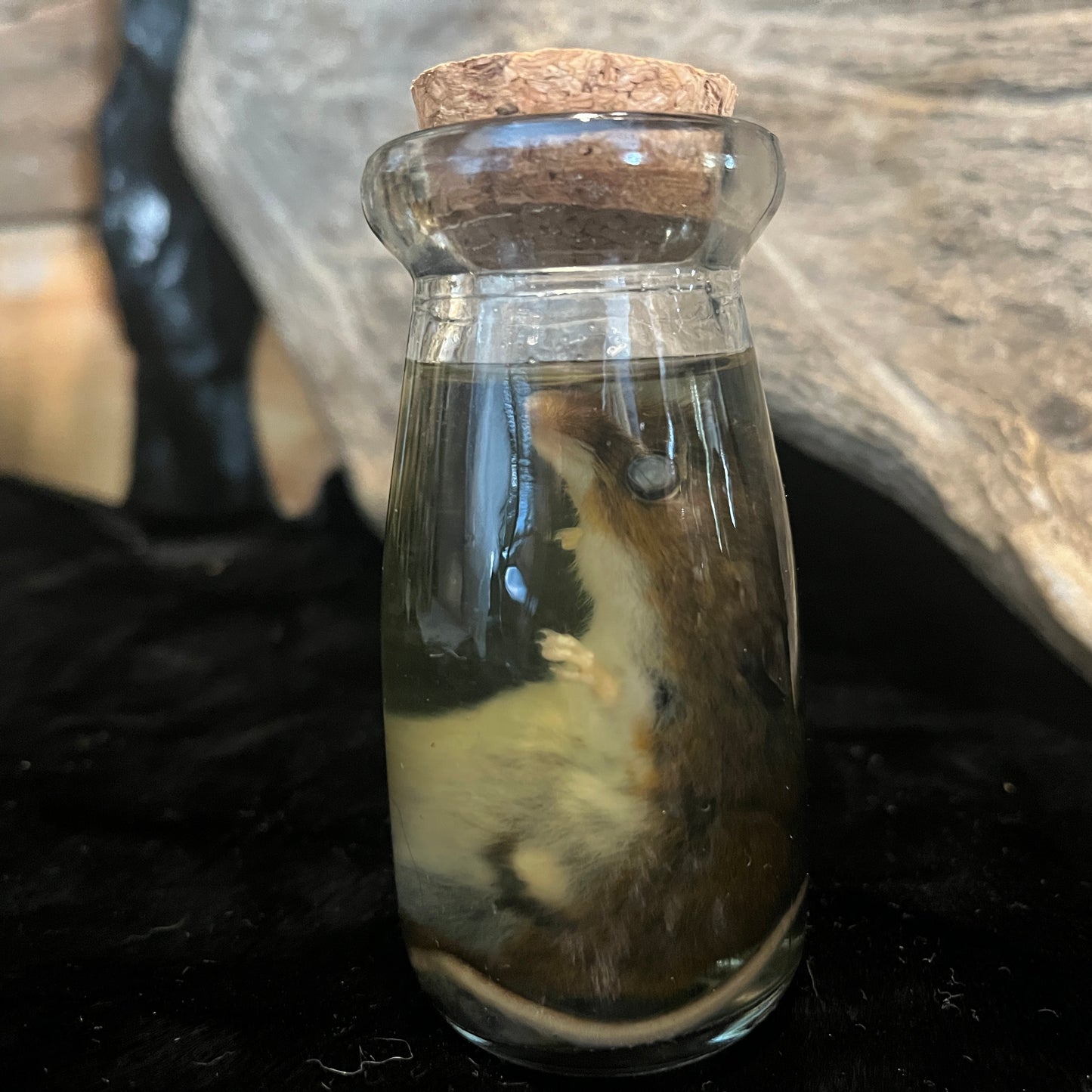 Mouse Wet Specimen