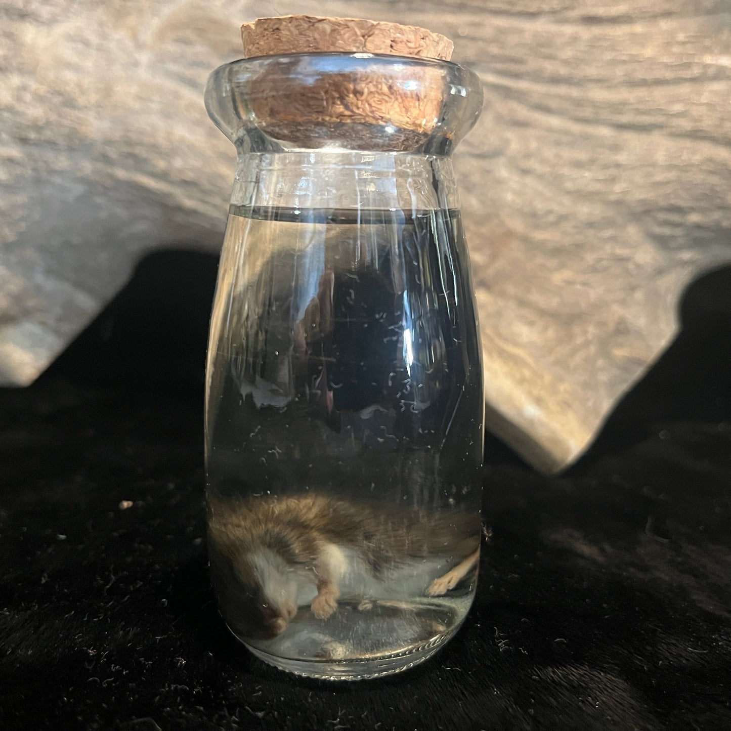 Mouse Wet Specimen