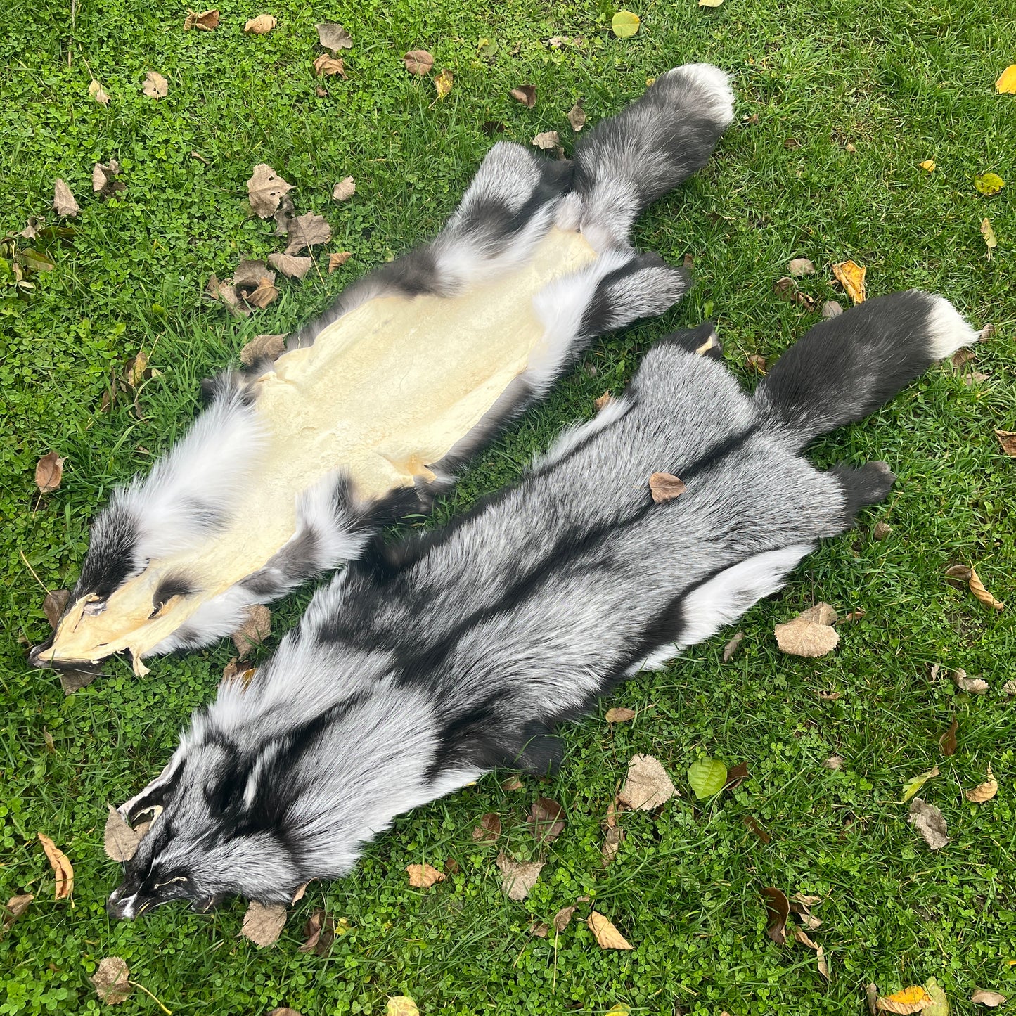 Fourrure de renard argenté platine