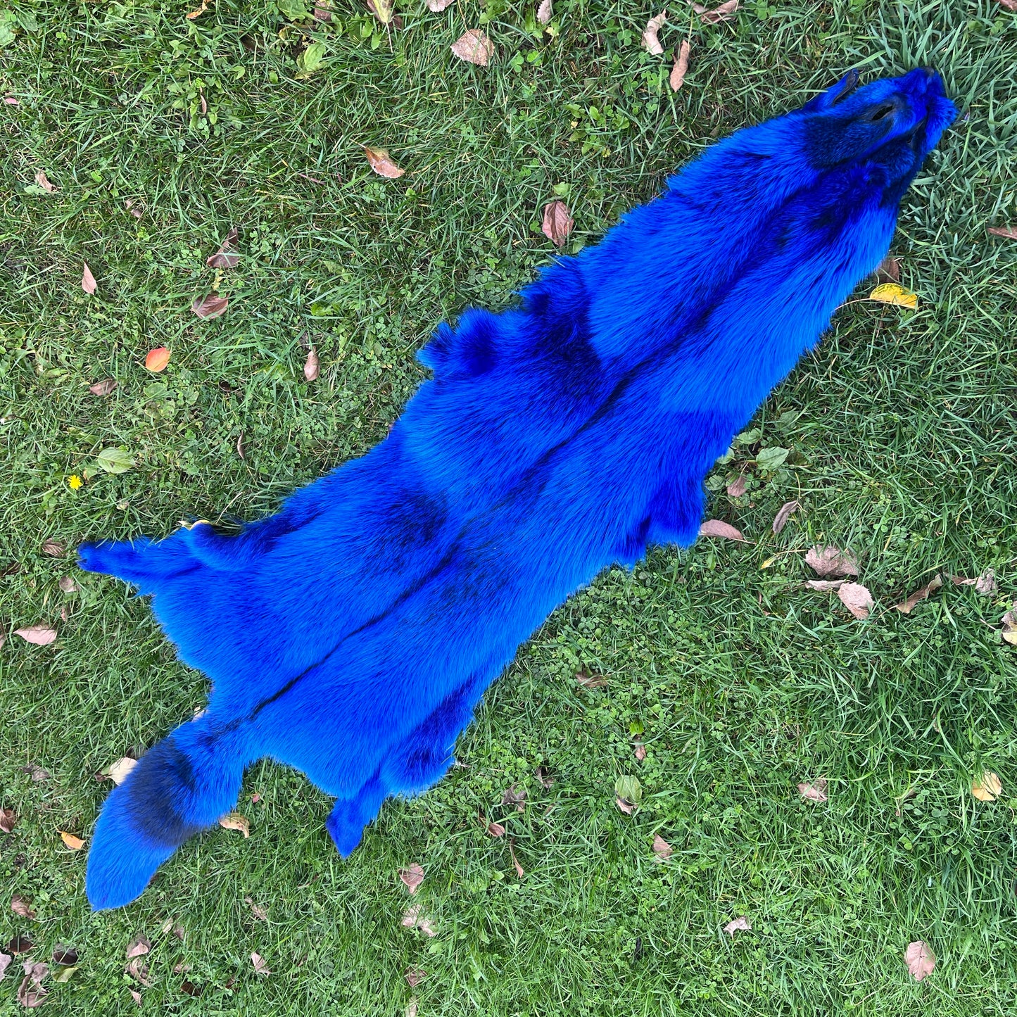 Renard bleu teint - Qualité premium - Bleu royal