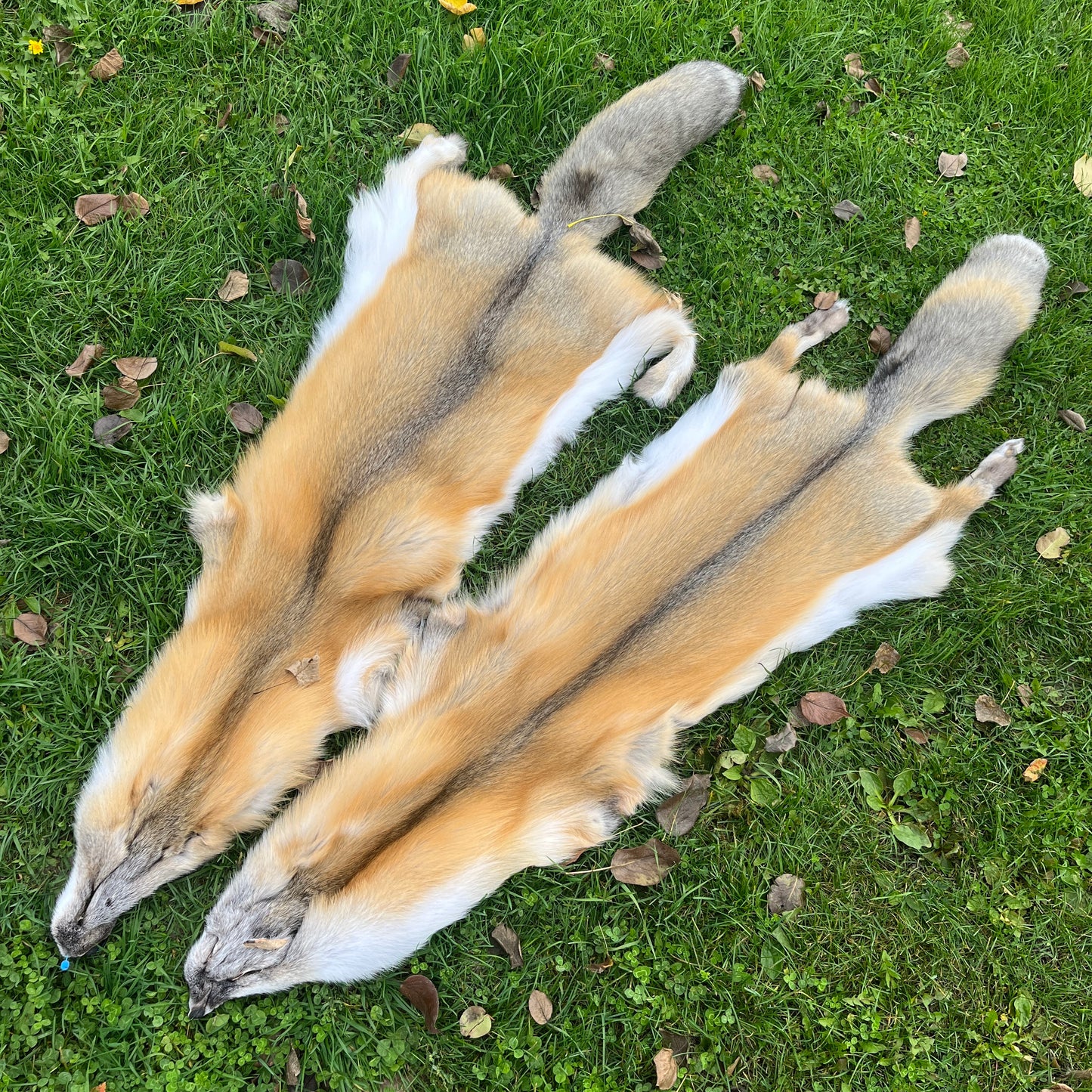 Peau de renard de l'île dorée