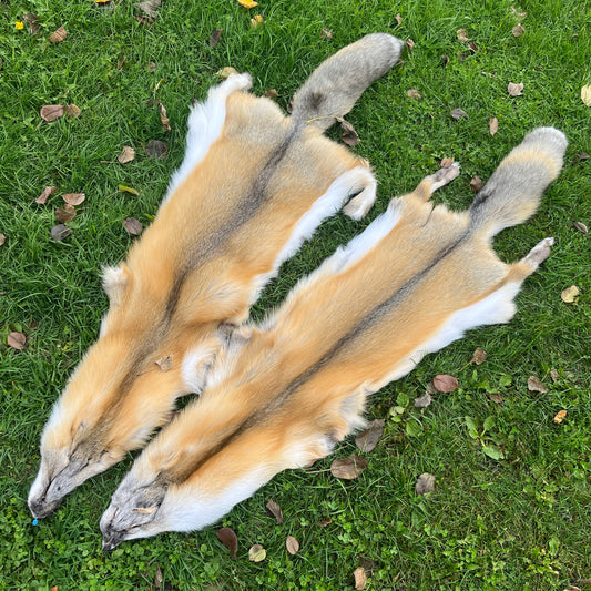 Golden Island Fox Skin