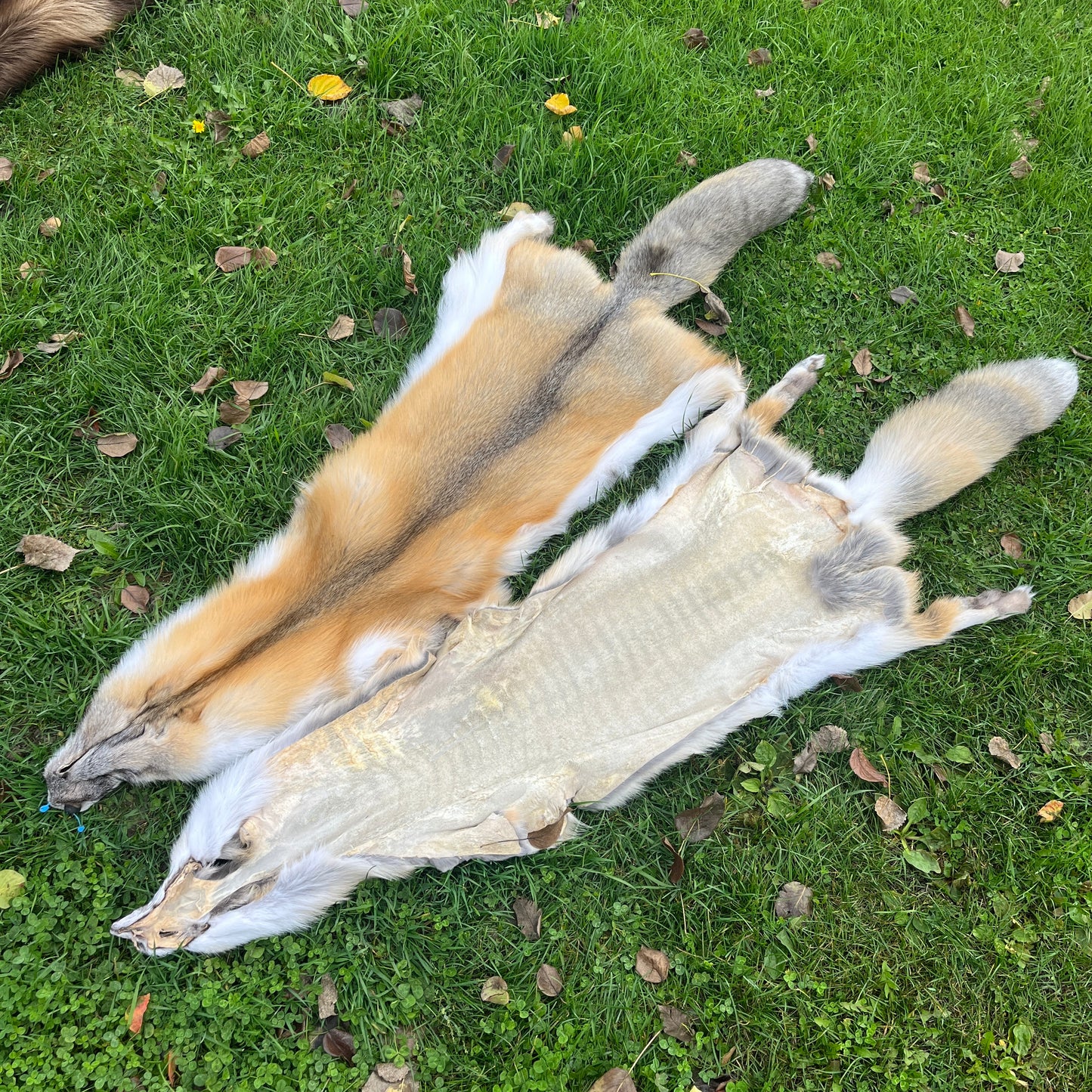 Peau de renard de l'île dorée