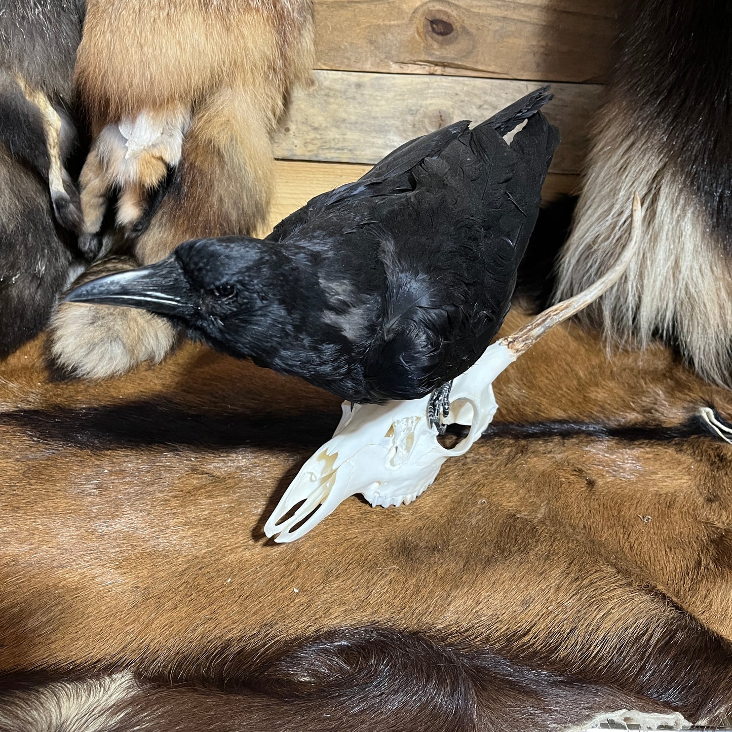 Corneille - Monture taxidermique