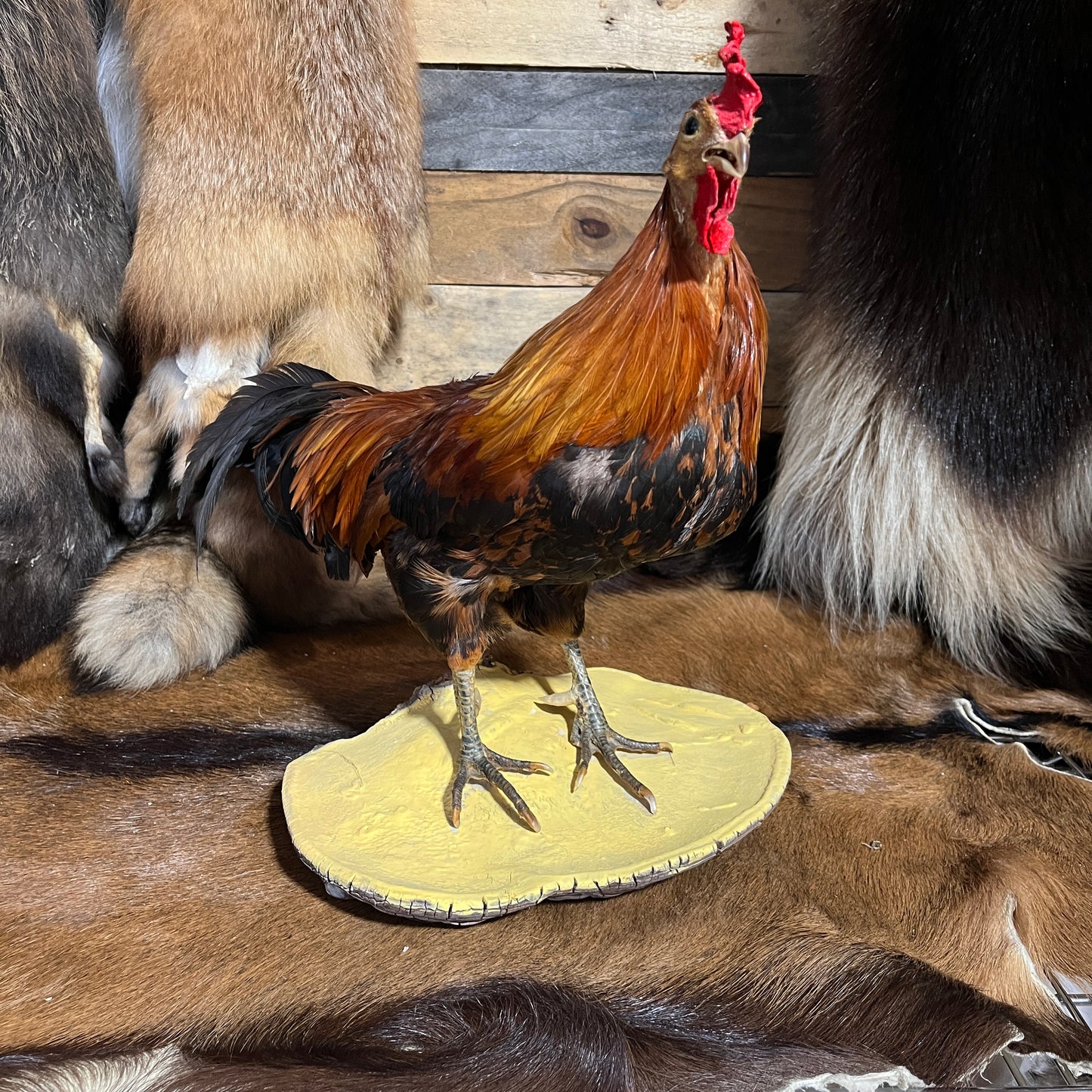 Monture de coq