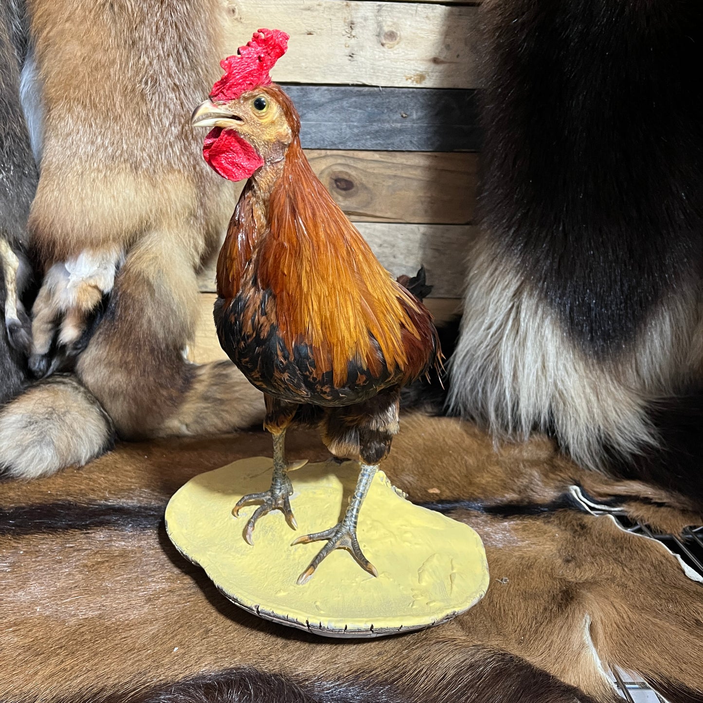 Monture de coq
