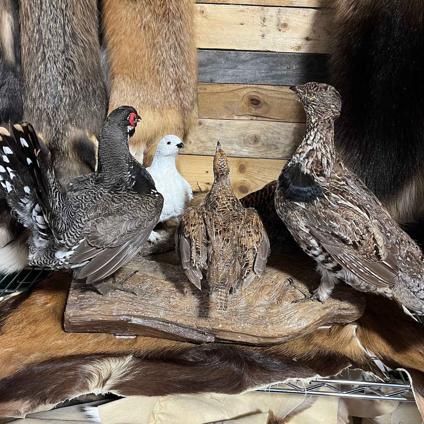 Taxidermie vintage de plusieurs oiseaux