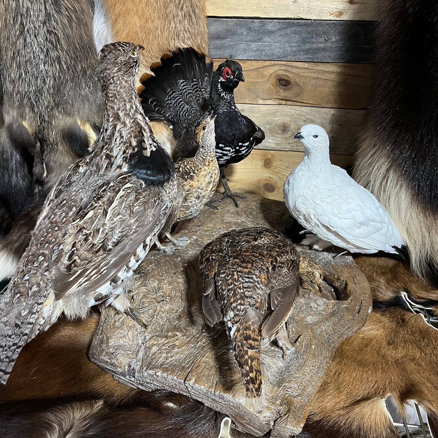 Taxidermie vintage de plusieurs oiseaux