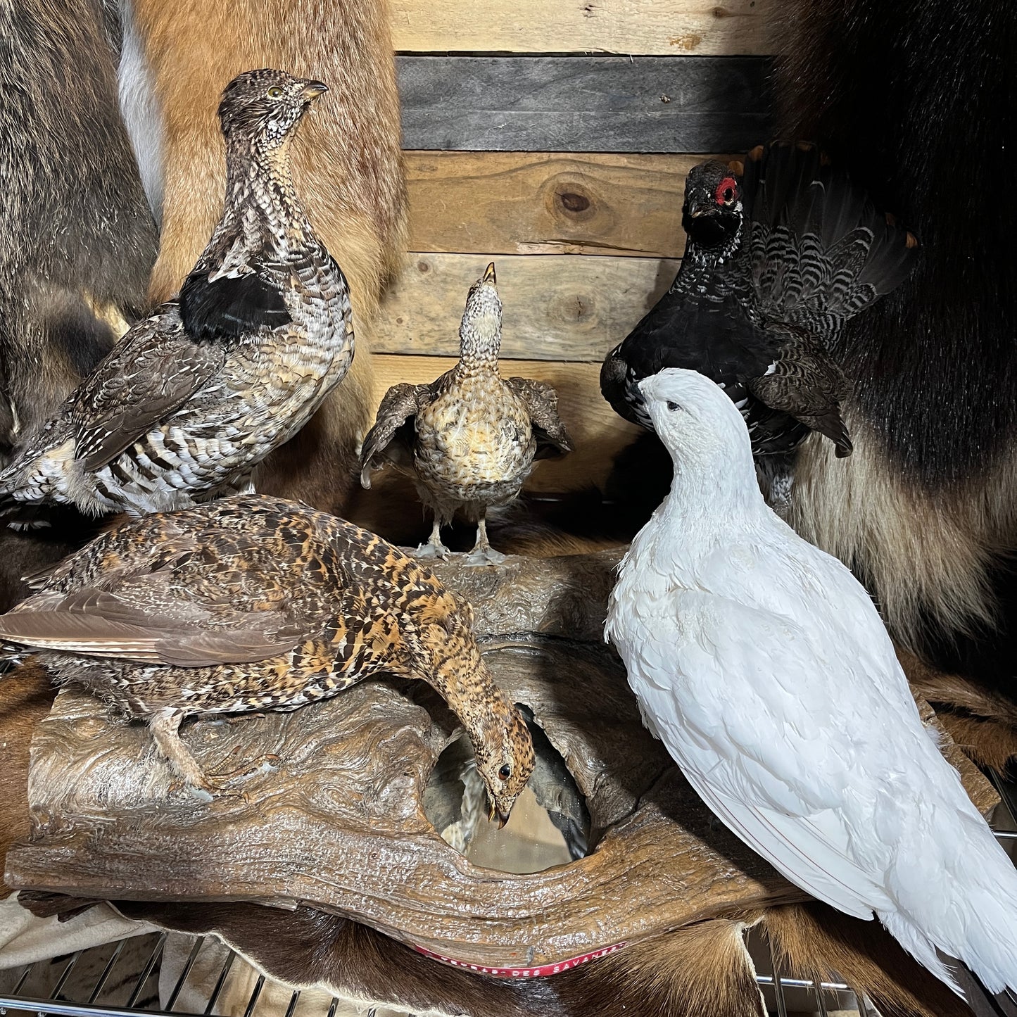 Taxidermie vintage de plusieurs oiseaux