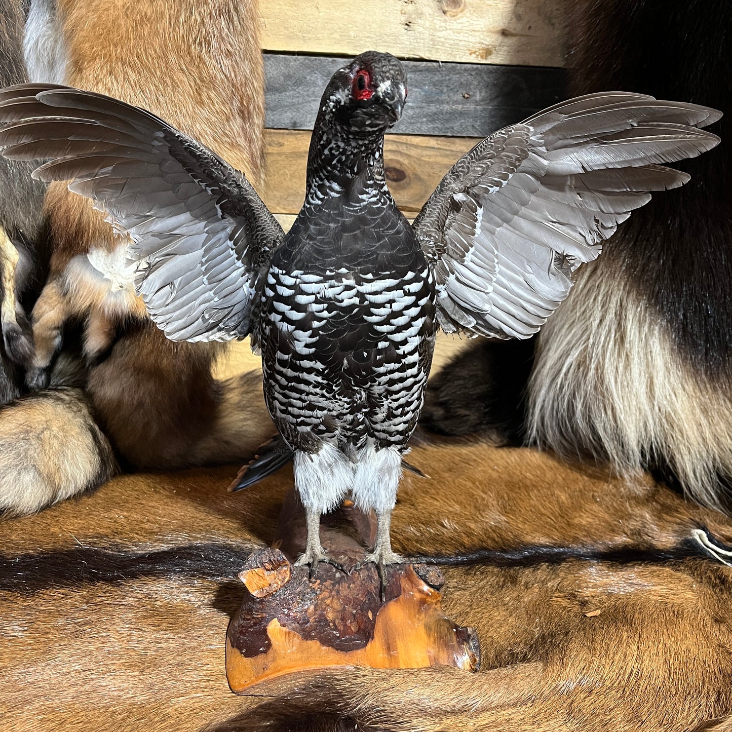 Taxidermie vintage de faisan