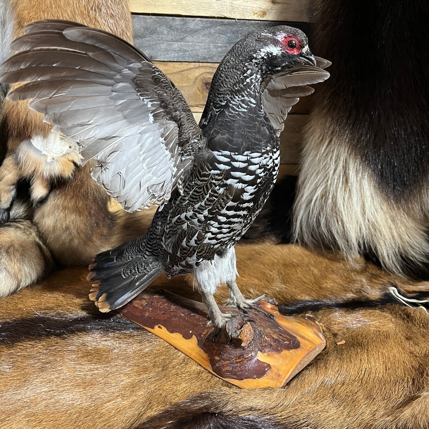 Taxidermie vintage de faisan