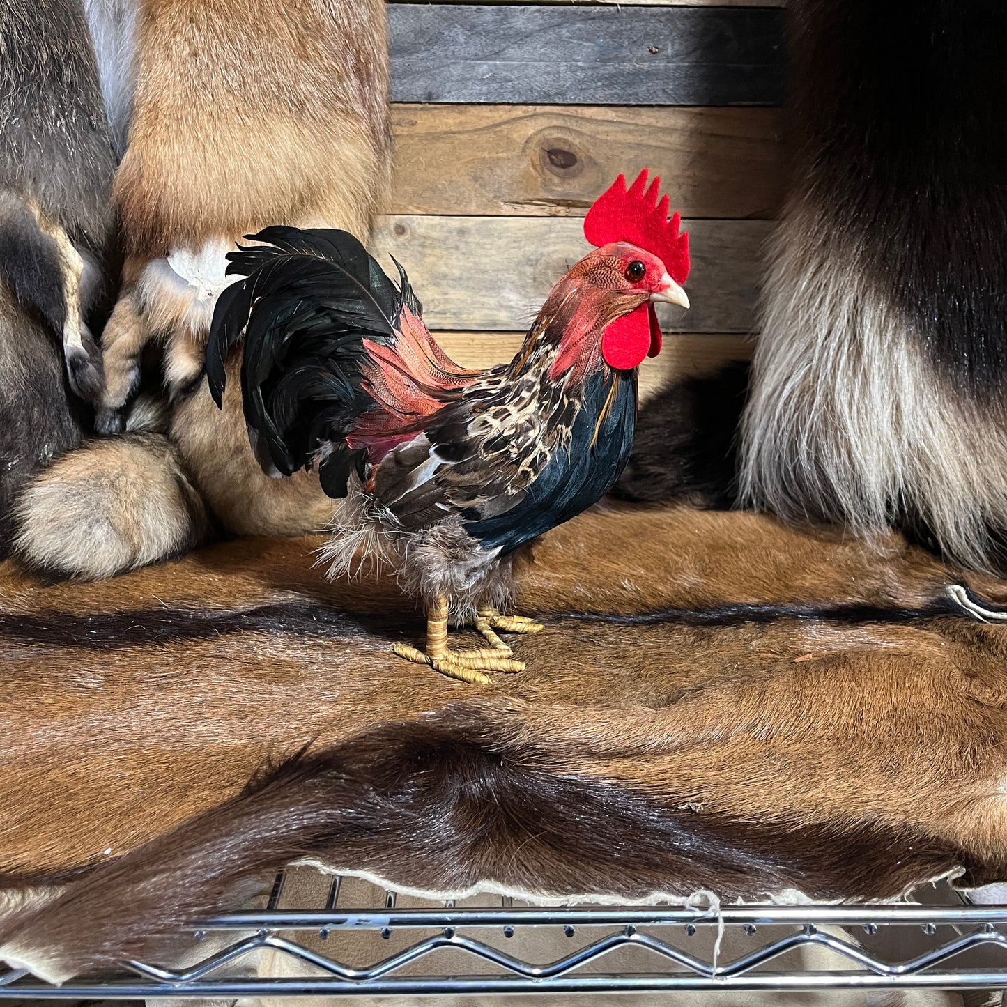 Petit coq