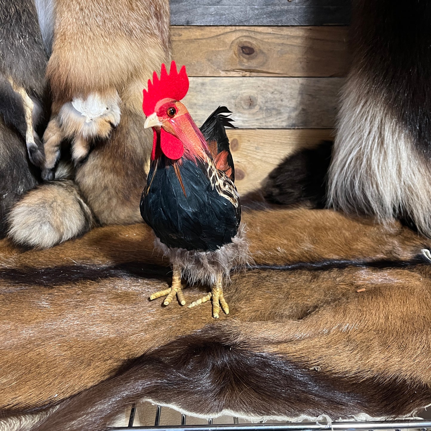Petit coq